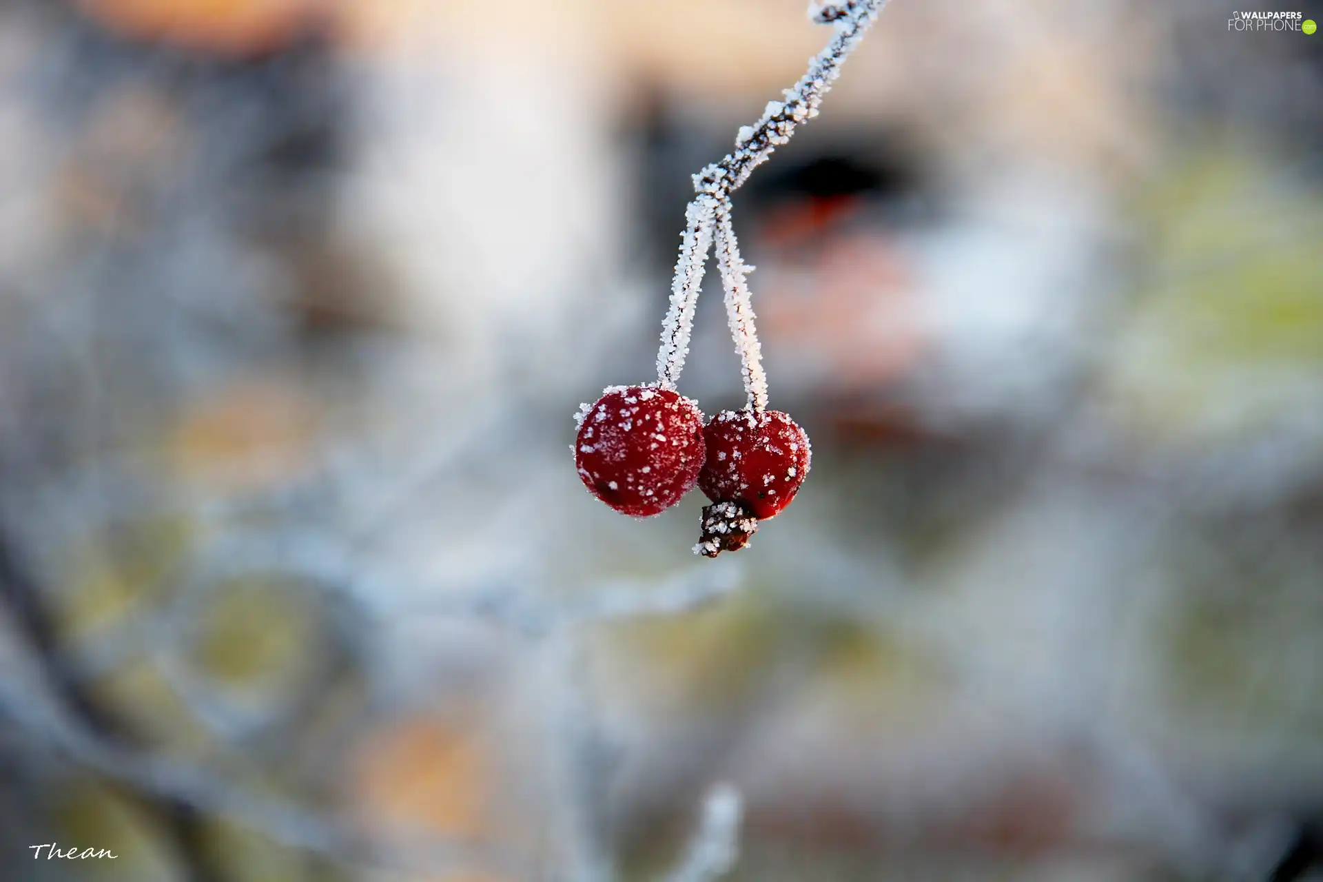 frozen, Twigs, Frost, blueberries