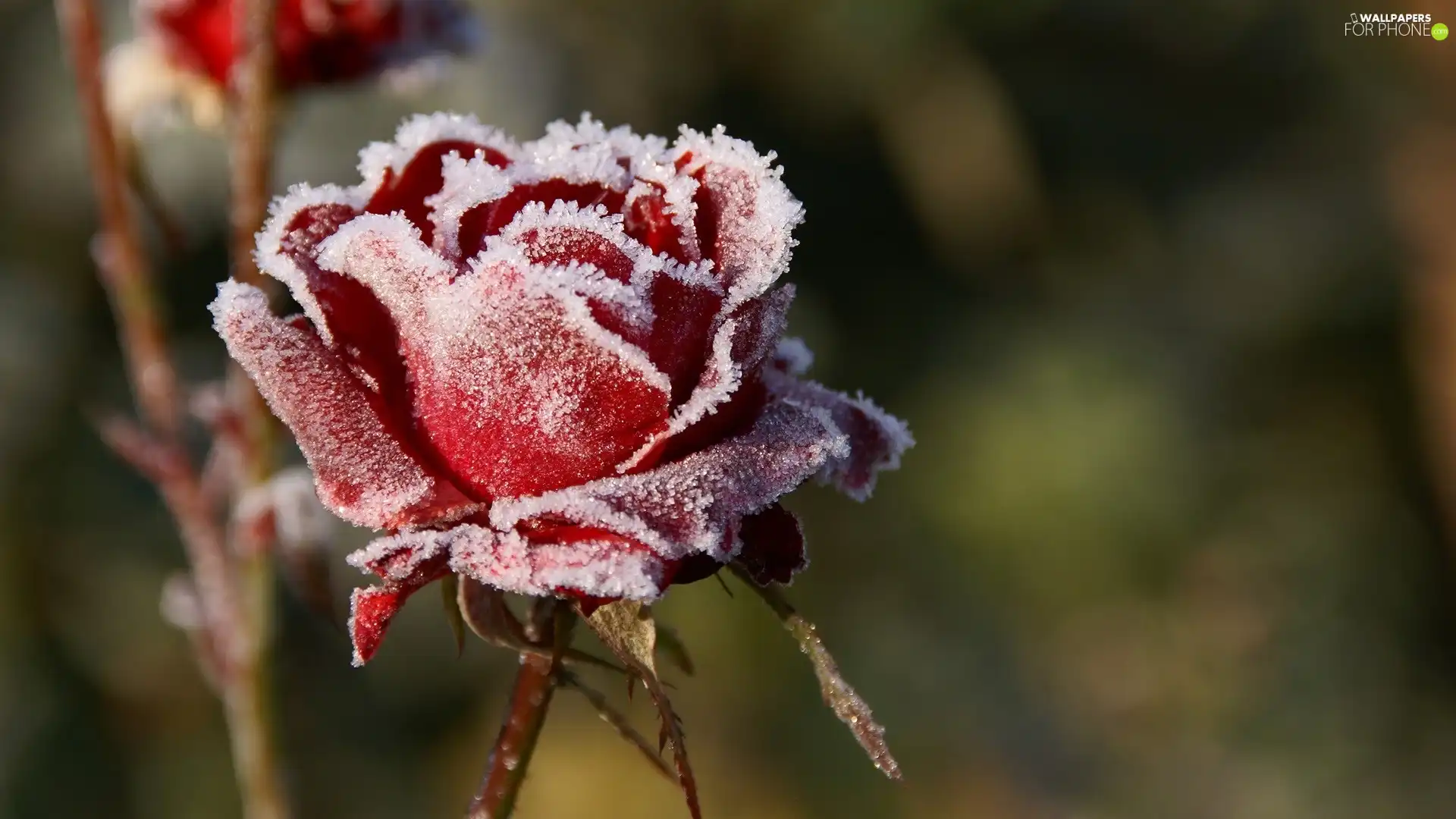 rose, White frost, Frost, red hot