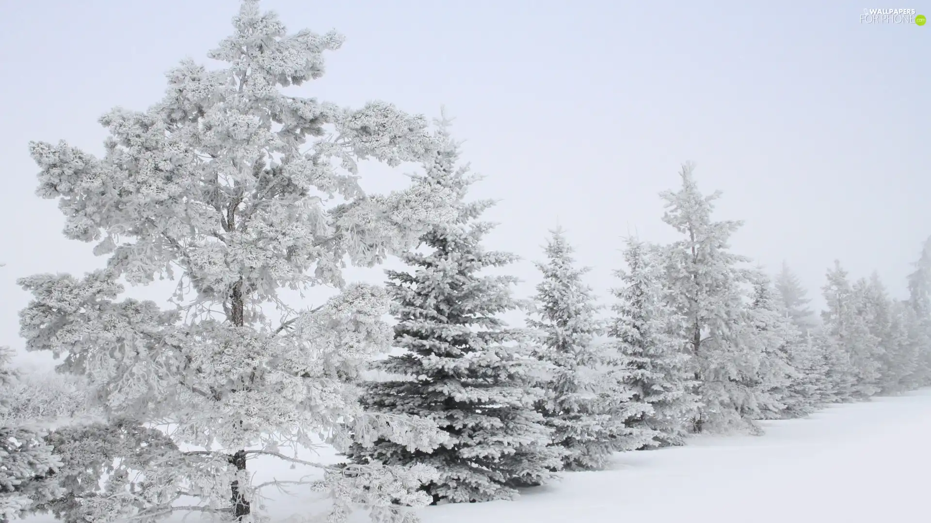 snow, forest, Frost, drifts