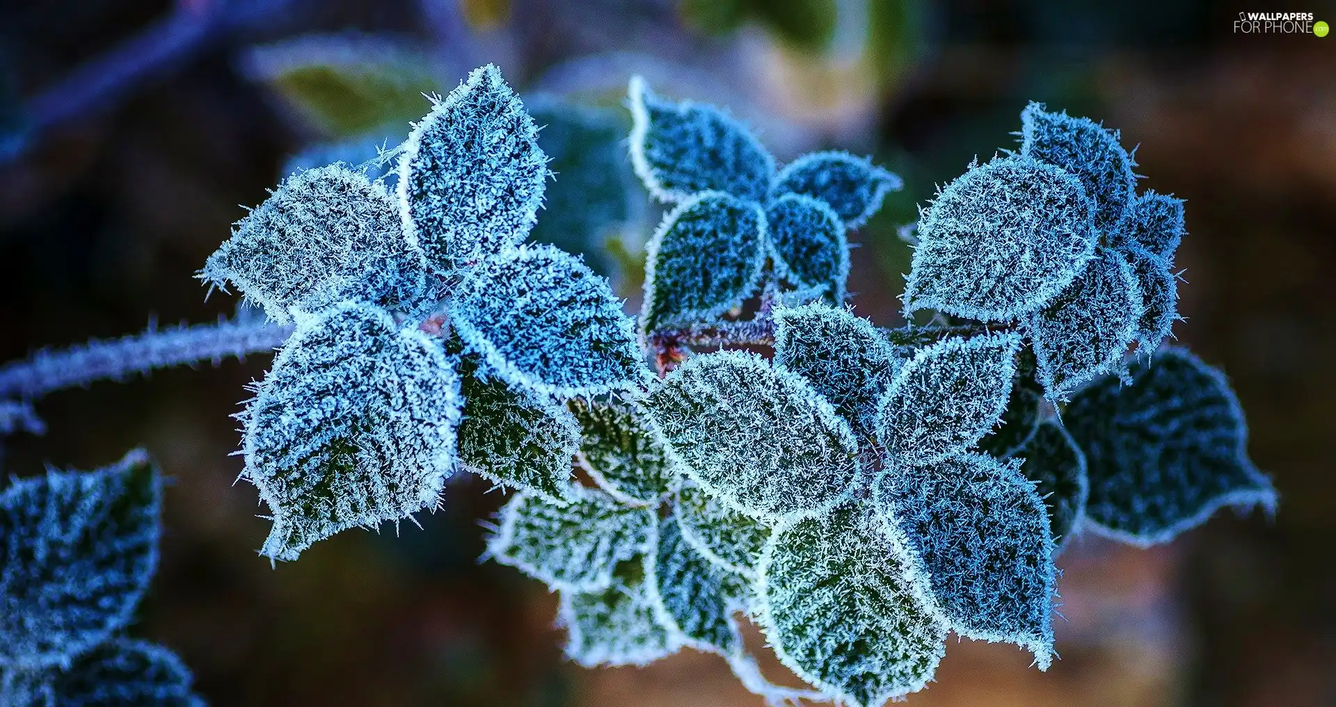 Leaf, White frost