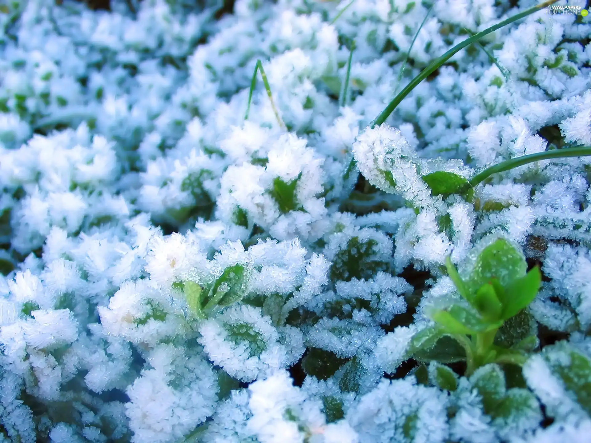 Plants, White frost