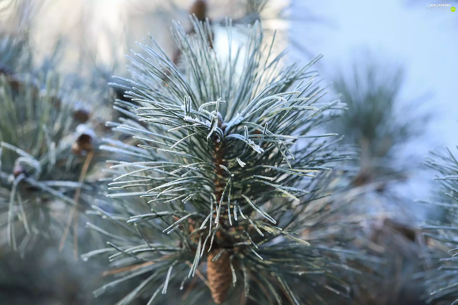 frozen, twig, pine, frosted