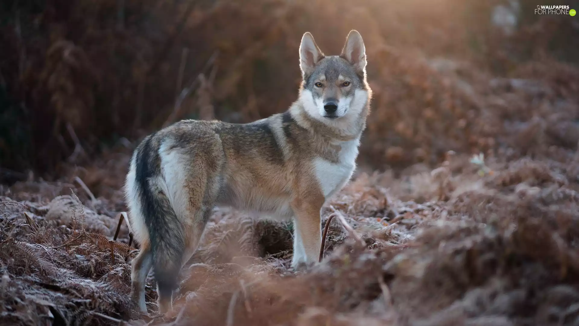 dog, frosty, Plants, German Shepherd