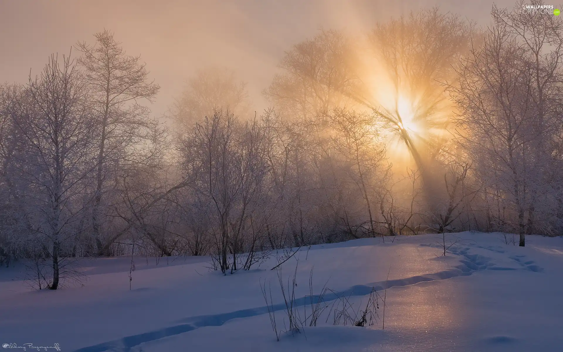 frosty, winter, viewes, light breaking through sky, trees, Fog