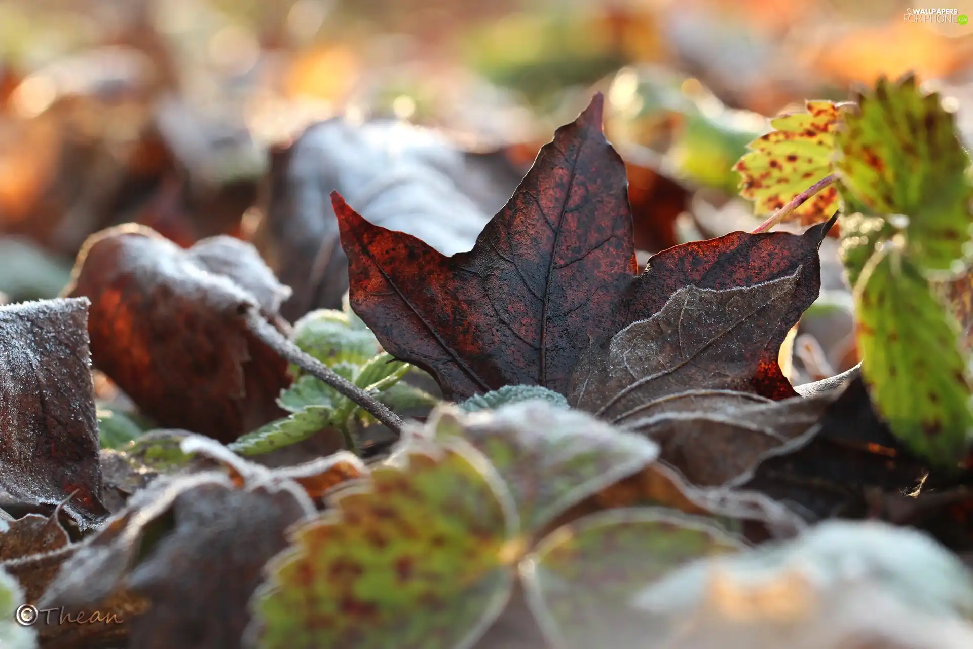 Leaf, frozen