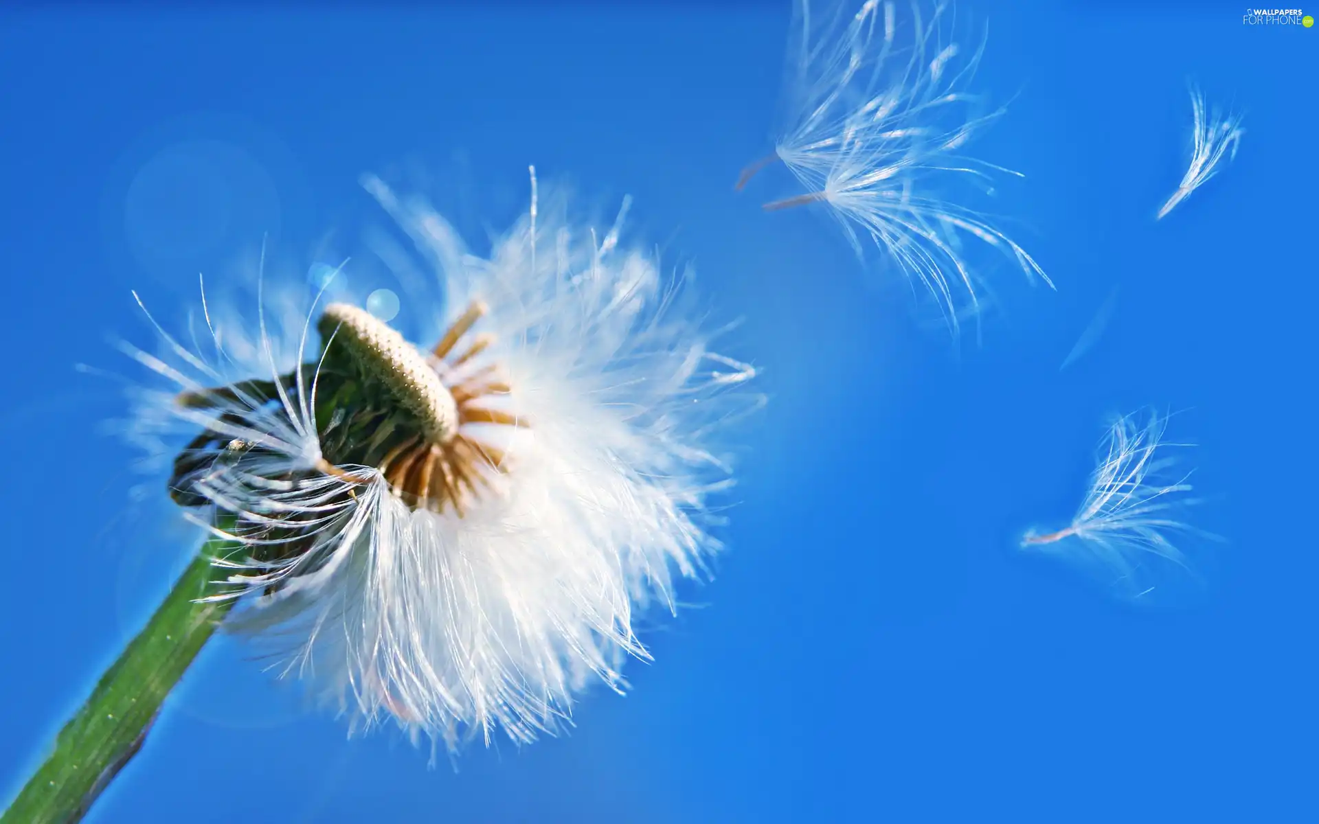 puffball, fructification, dandelion, common