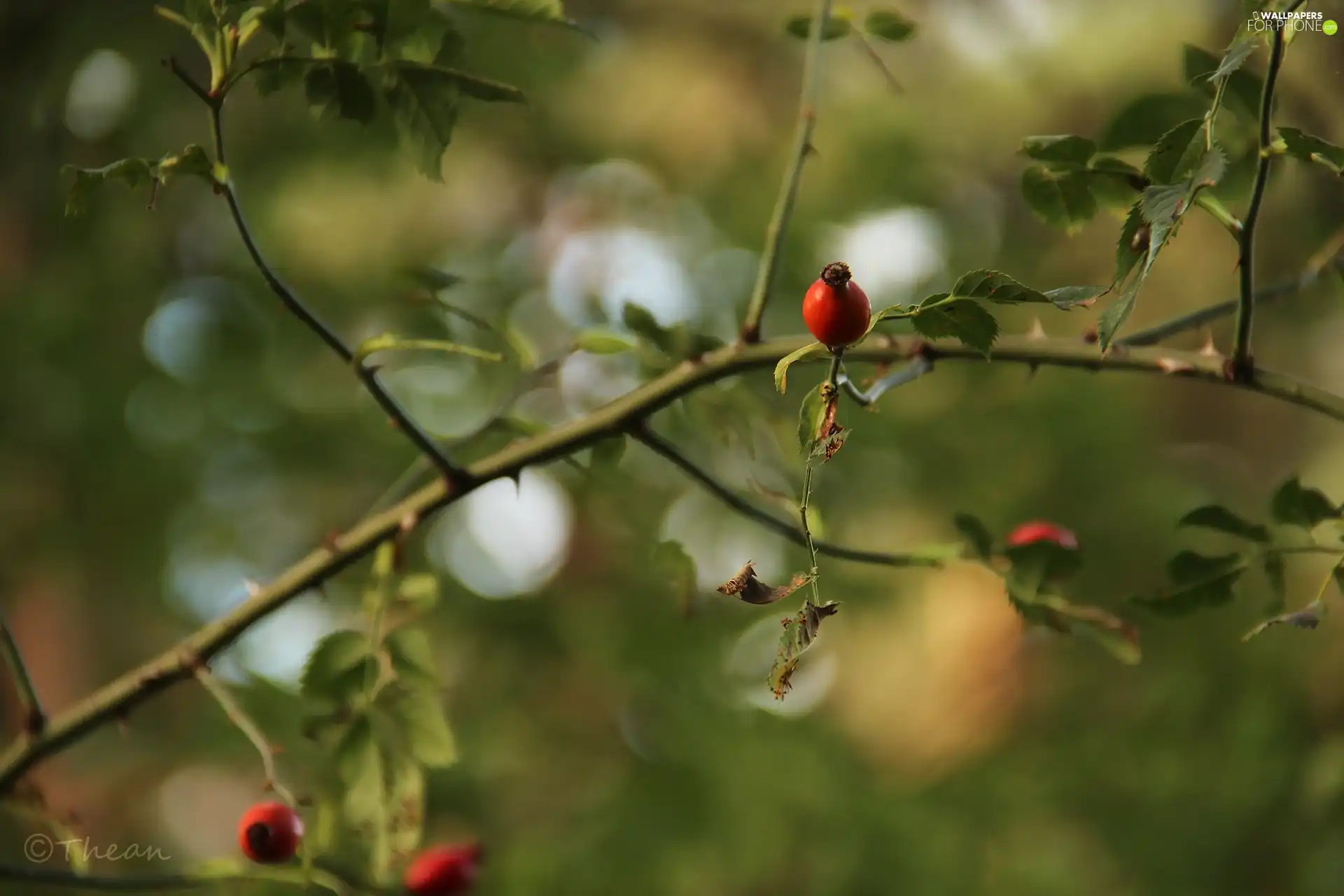 fruit, Bush, Briar