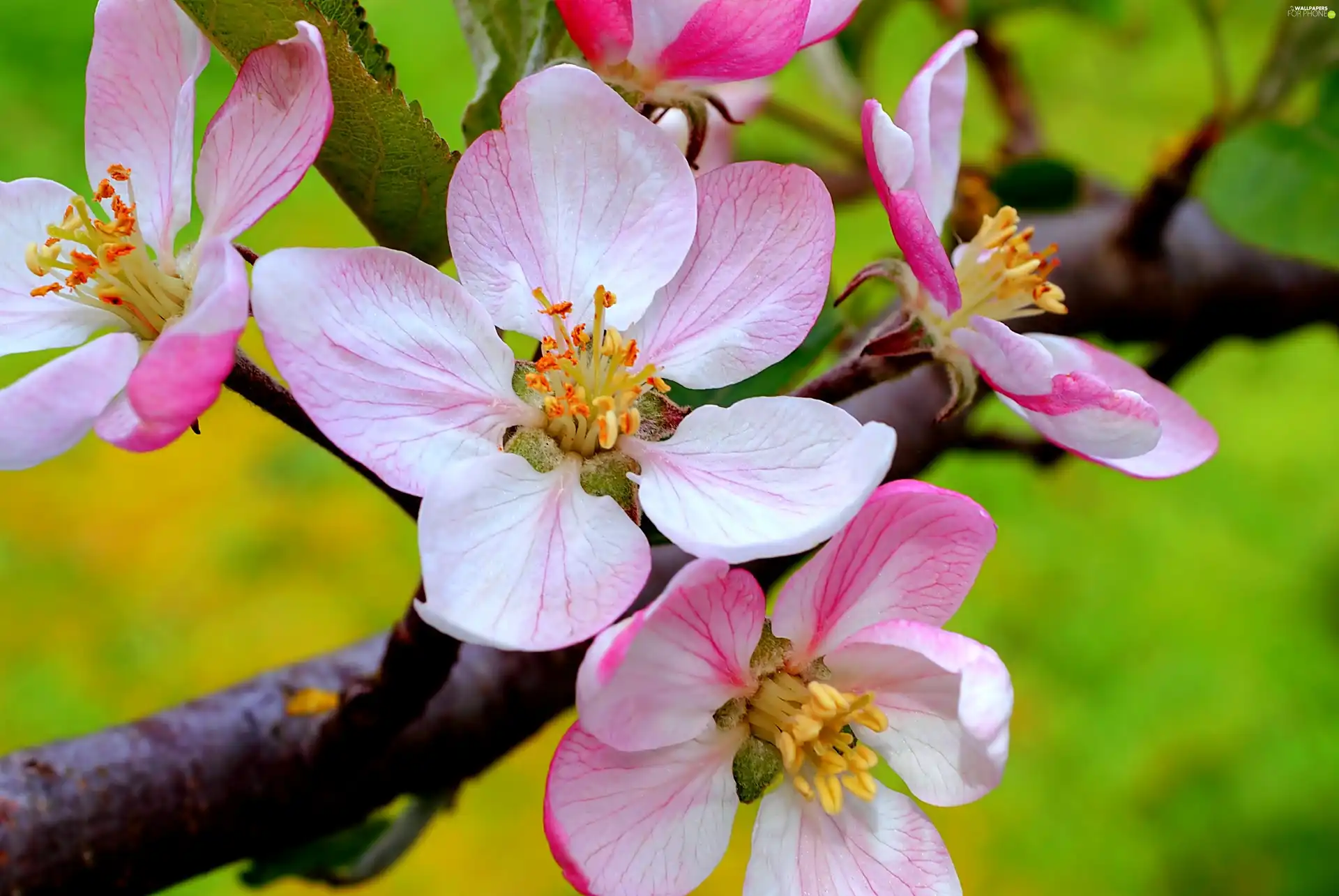 fruit, cherry, trees, viewes, Flowers