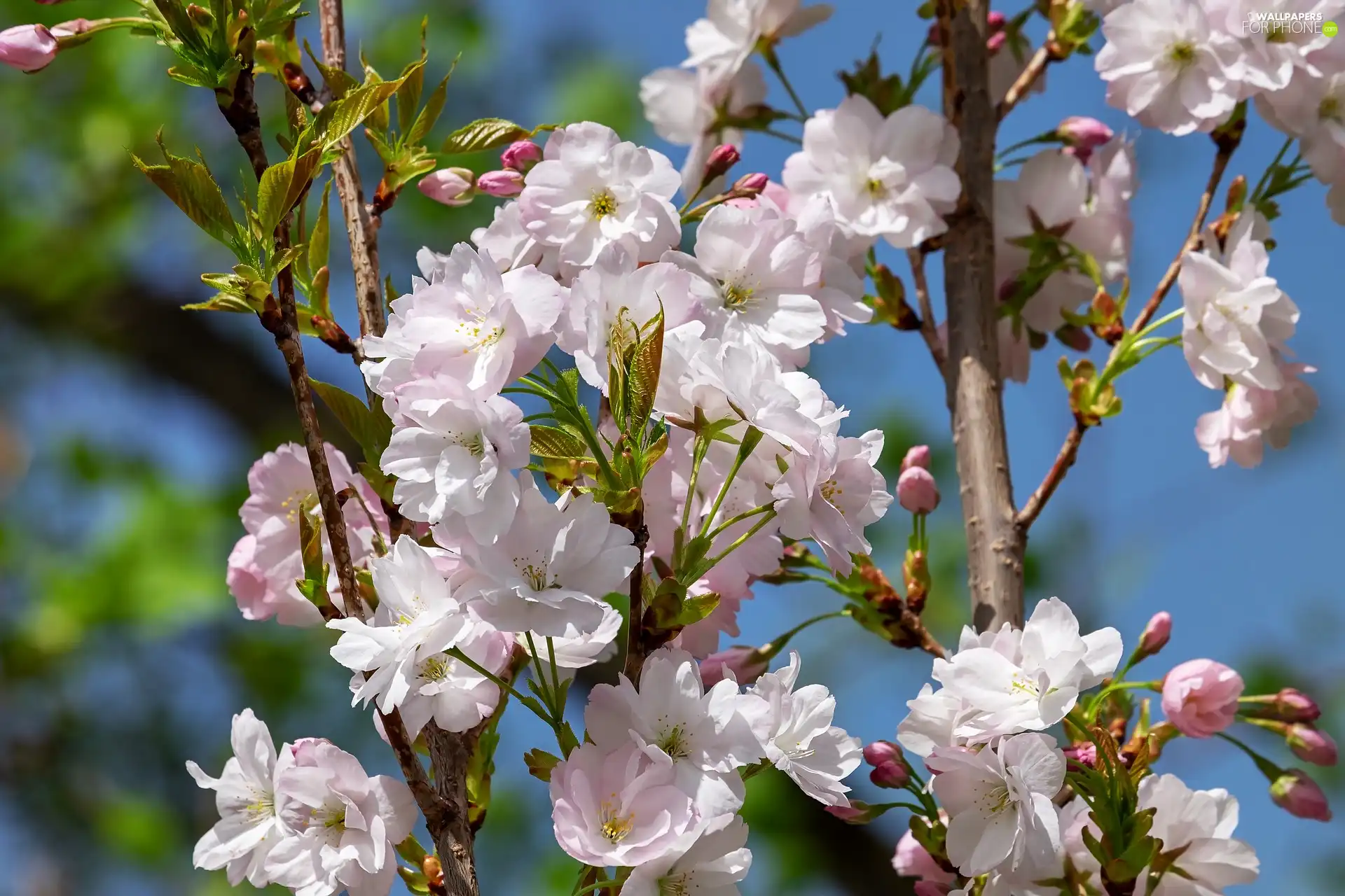 Fruit Tree, cherry