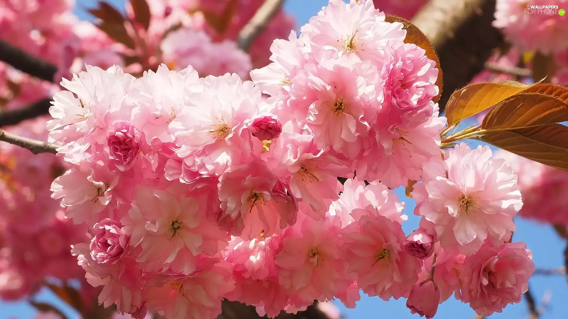 Twigs, Leaf, cherry, Fruit Tree, Flowers