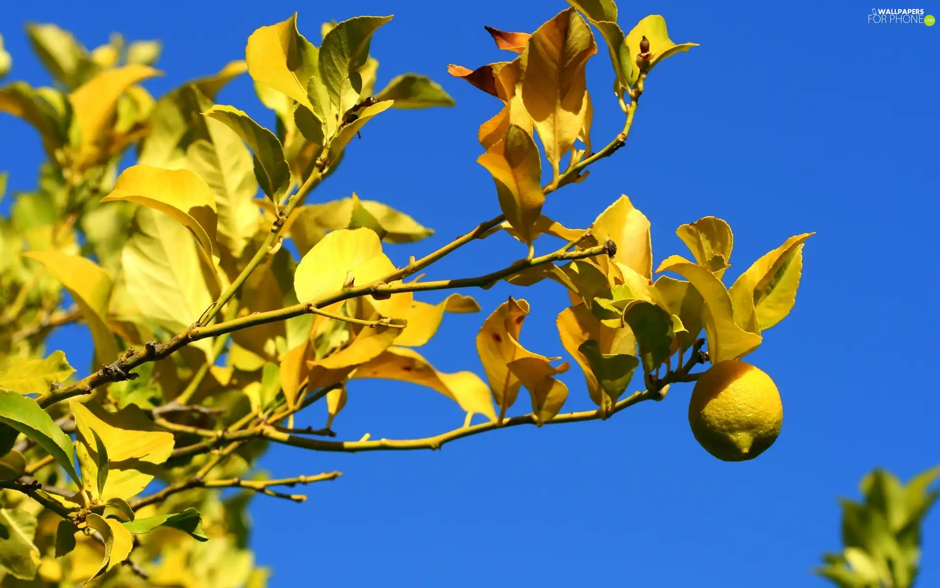 fruit, sapling, Lemon