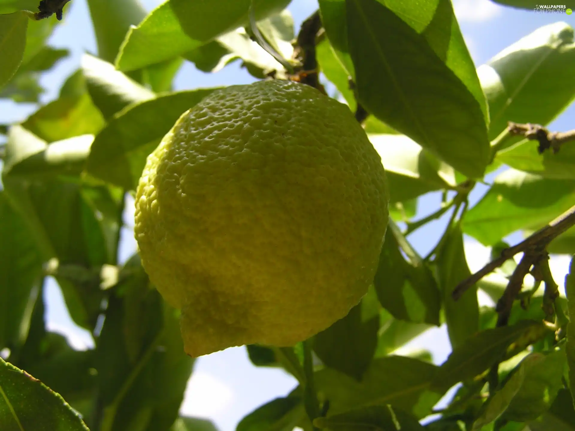 fruit, sapling, lemons