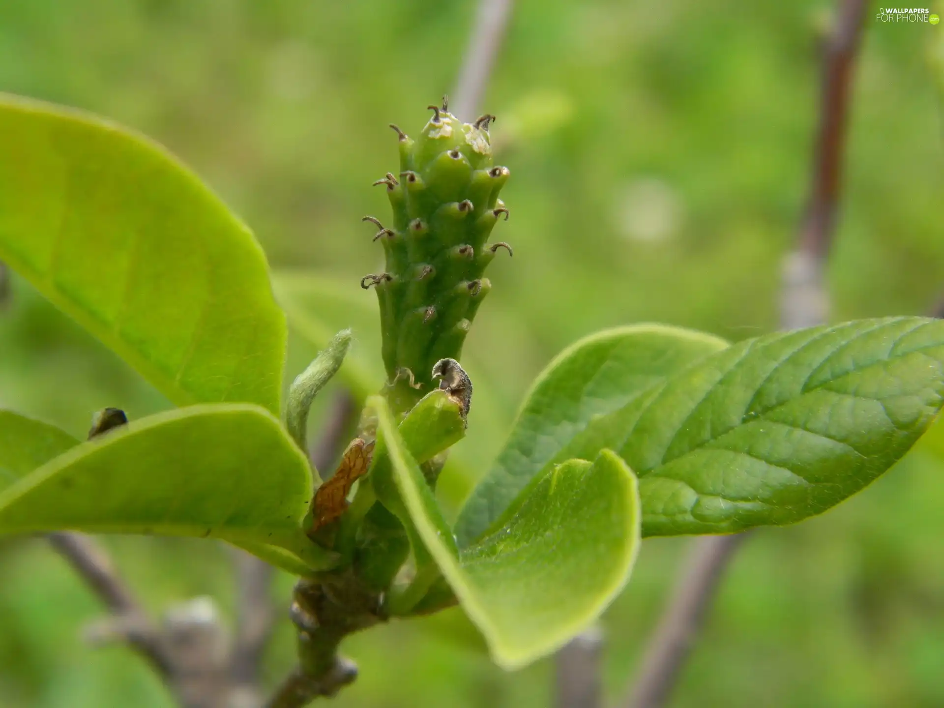 Magnolia, fruit