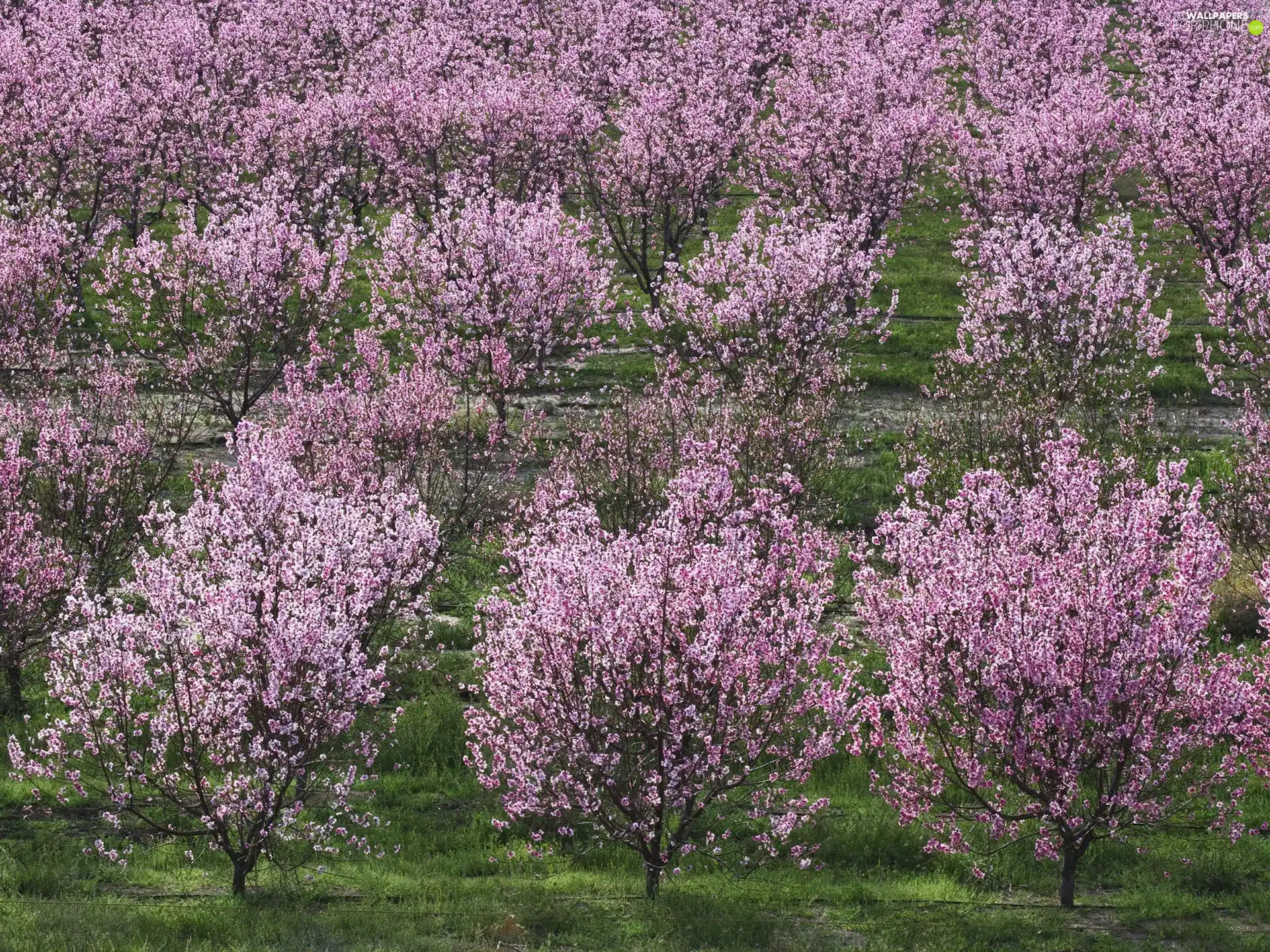 fruit, orchard, trees, viewes, flourishing