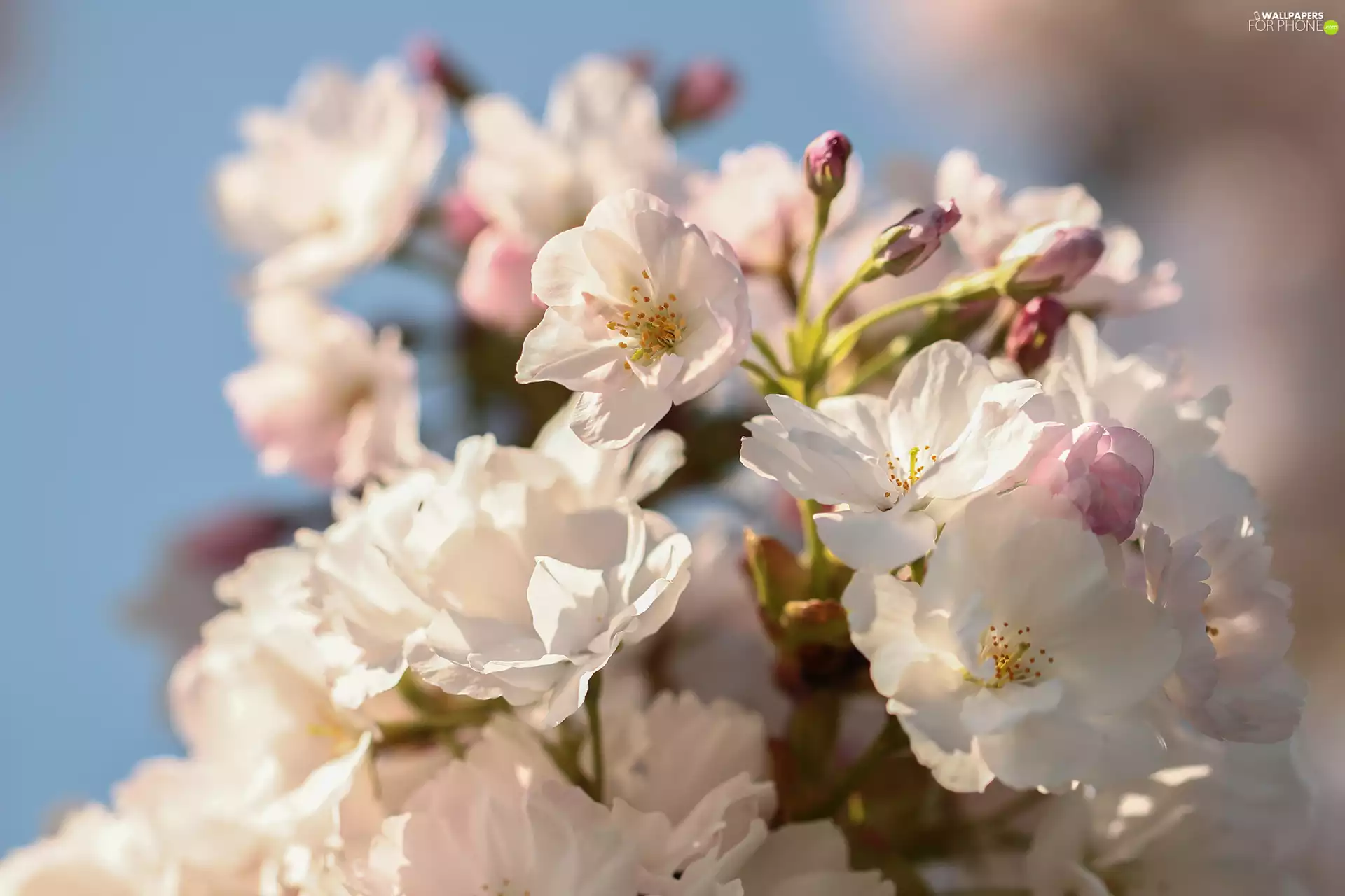 Japanese Cherry, Flowers, Fruit Tree, Pink