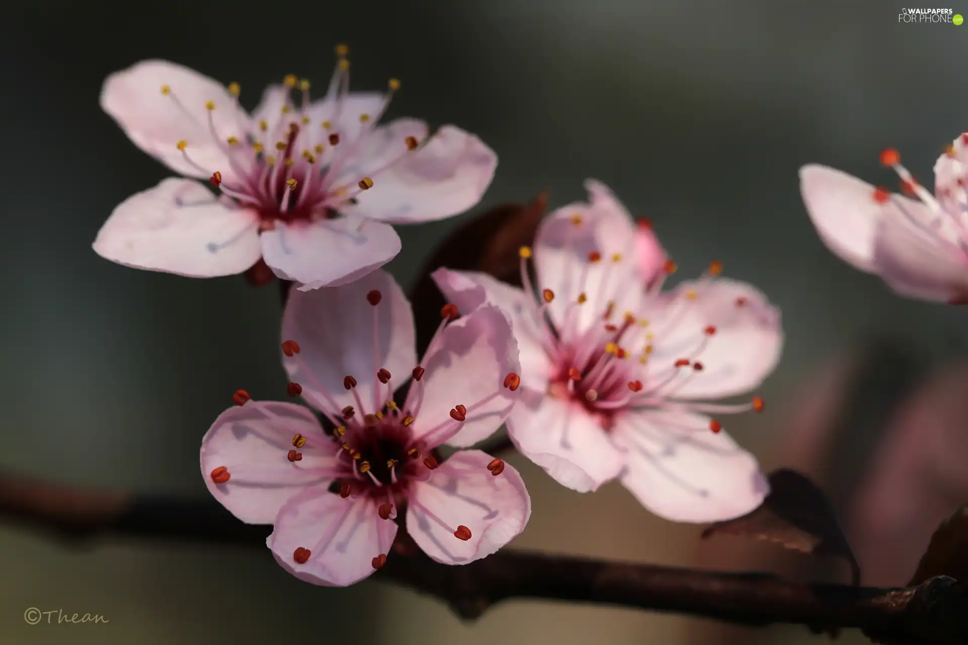 Pink, trees, fruit, Flowers