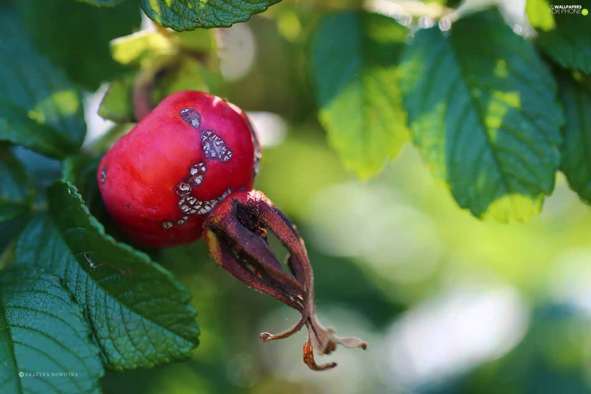 fruit, Wild, rose