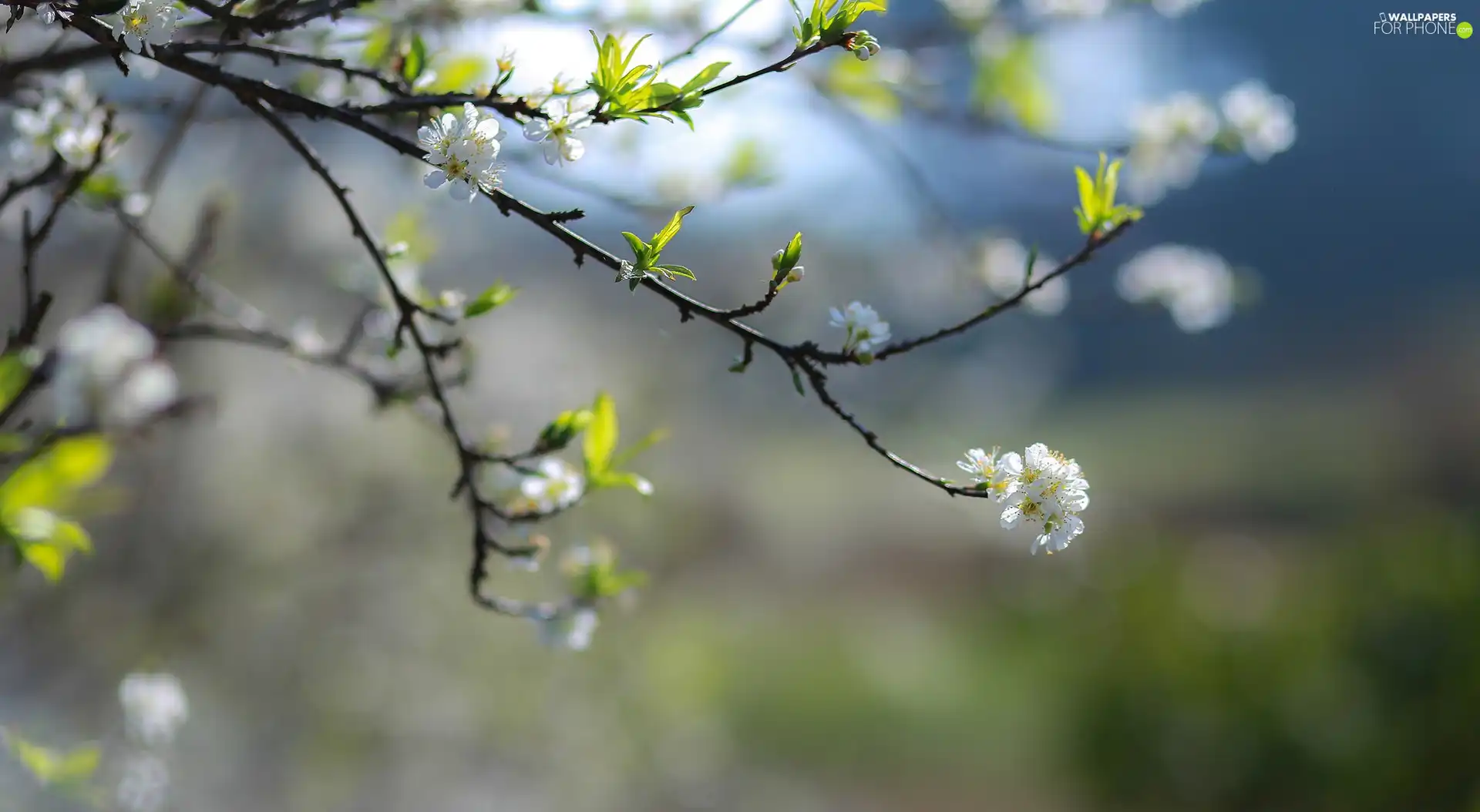 Spring, Fruit Tree, Twigs, flourishing