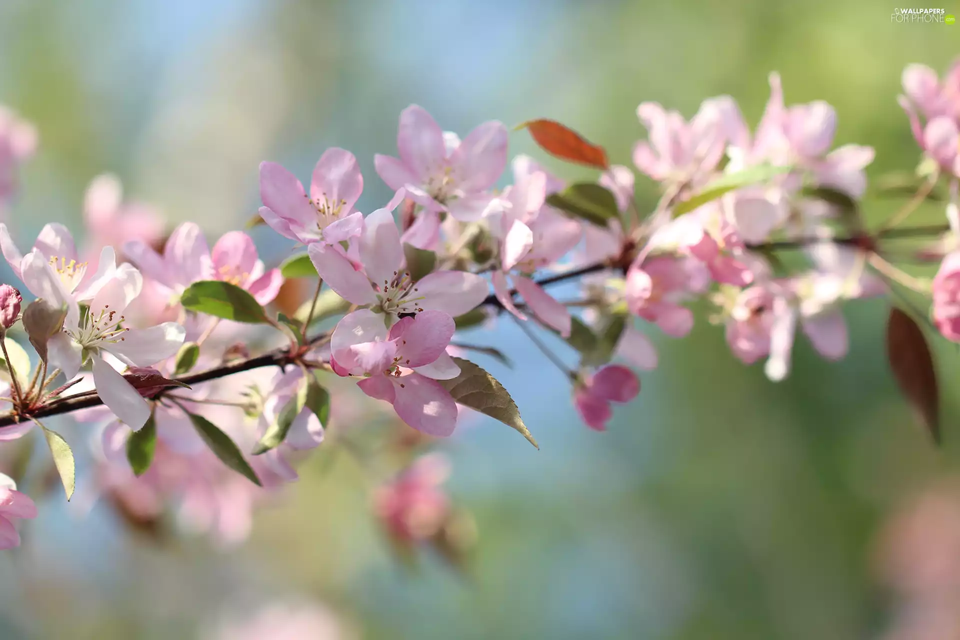 Pink, Fruit Tree, twig, Flowers