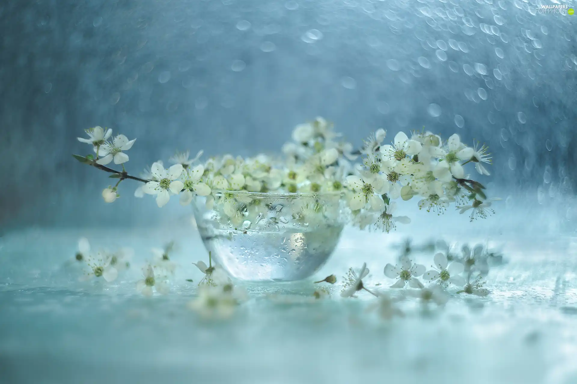 Flowers, Fruit Tree, Vase, mirabelle