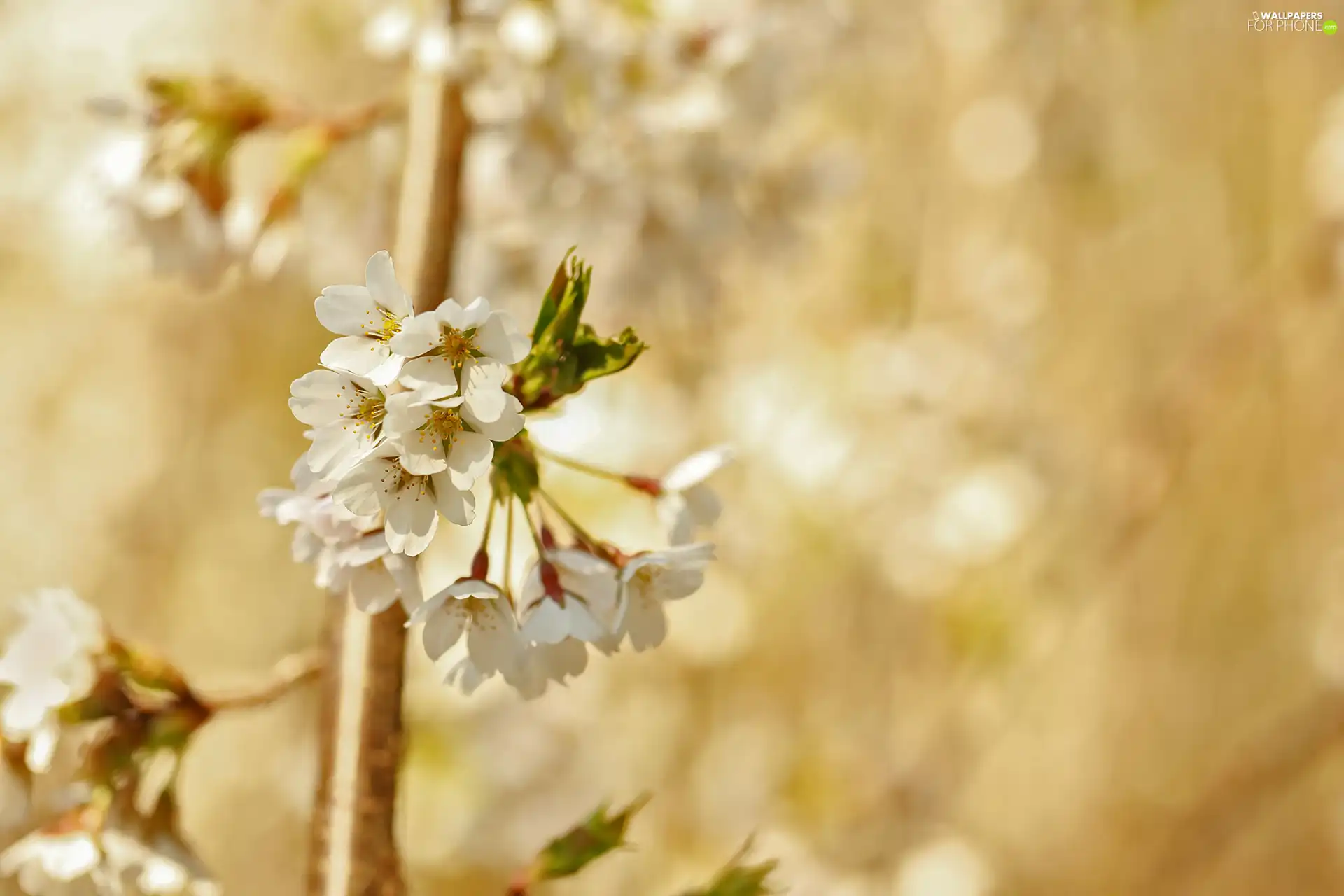 Blossoming, Fruit Tree, cherry, twig
