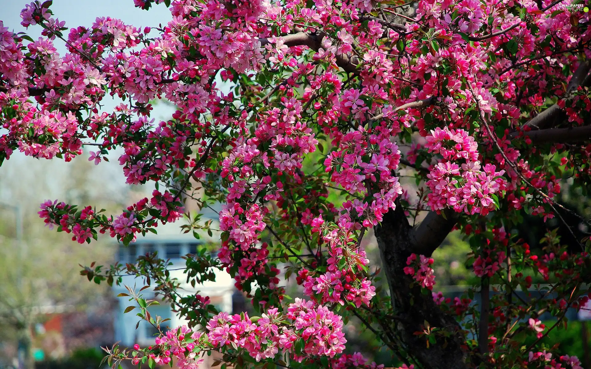 fruit, flourishing, trees