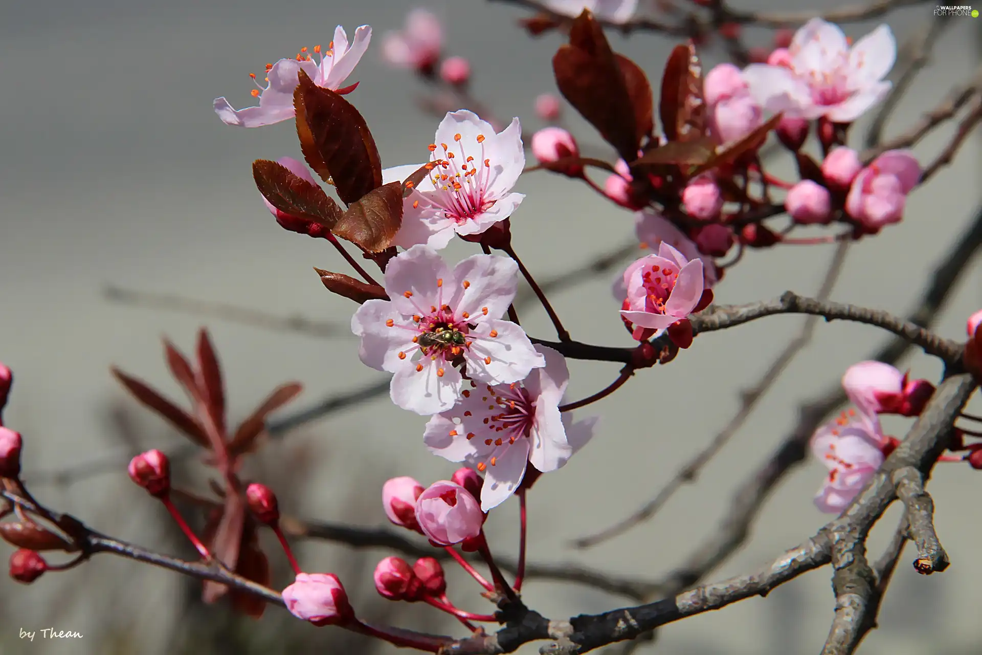fruit, flourishing, trees