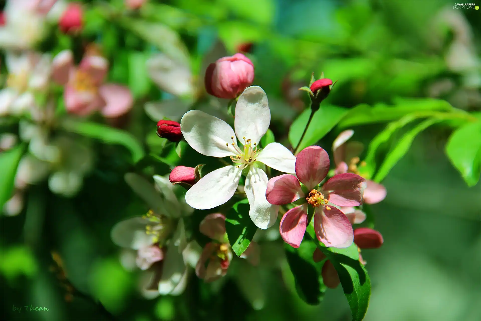 fruit, flourishing, trees