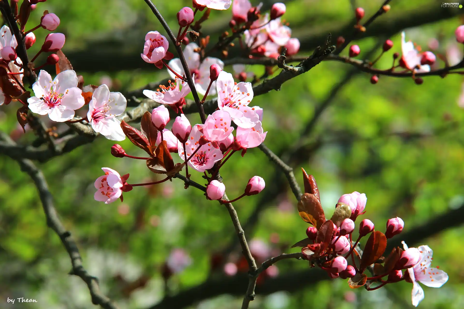 fruit, flourishing, trees