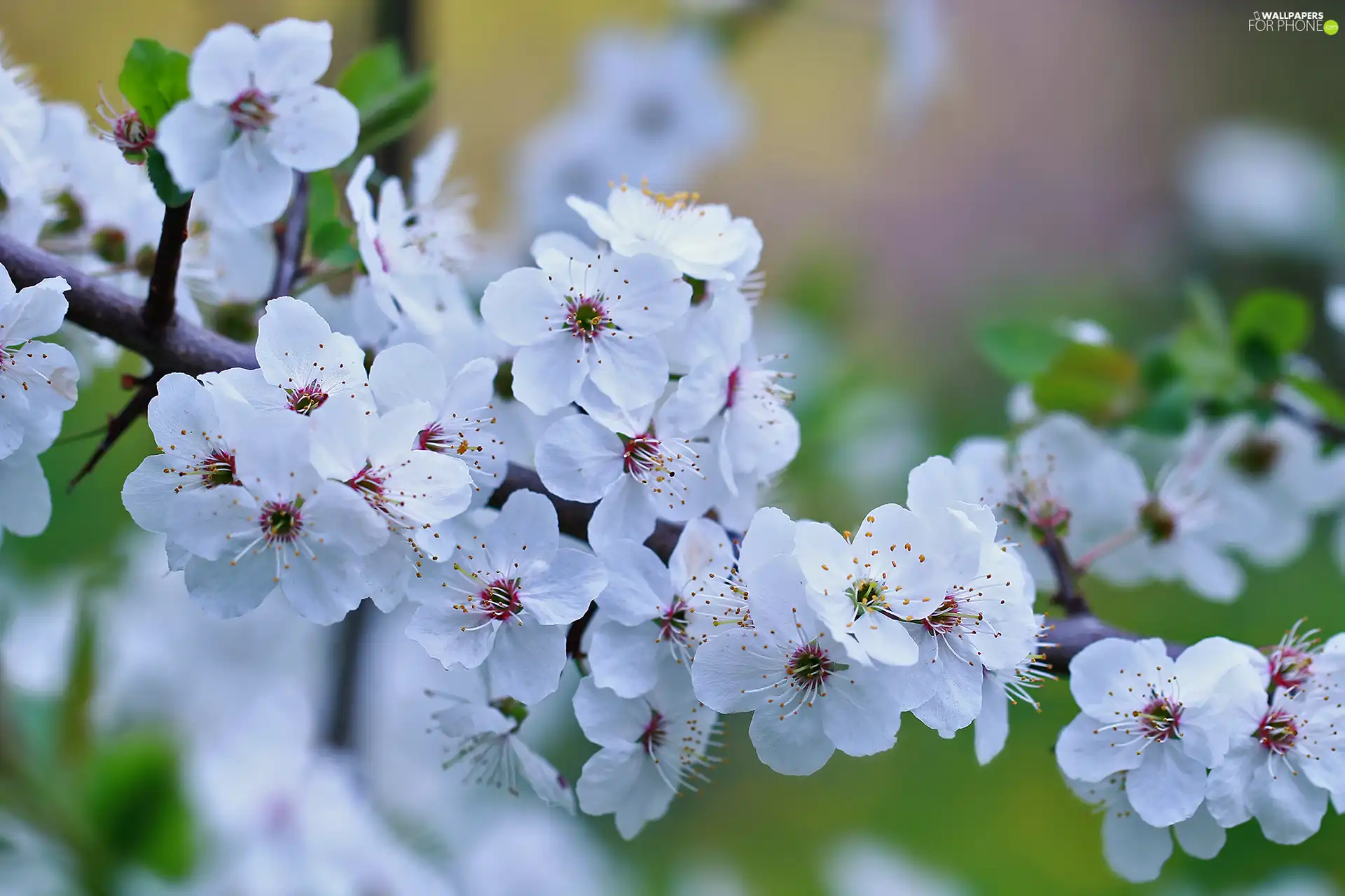 fruit, twig, Flowers, trees, White