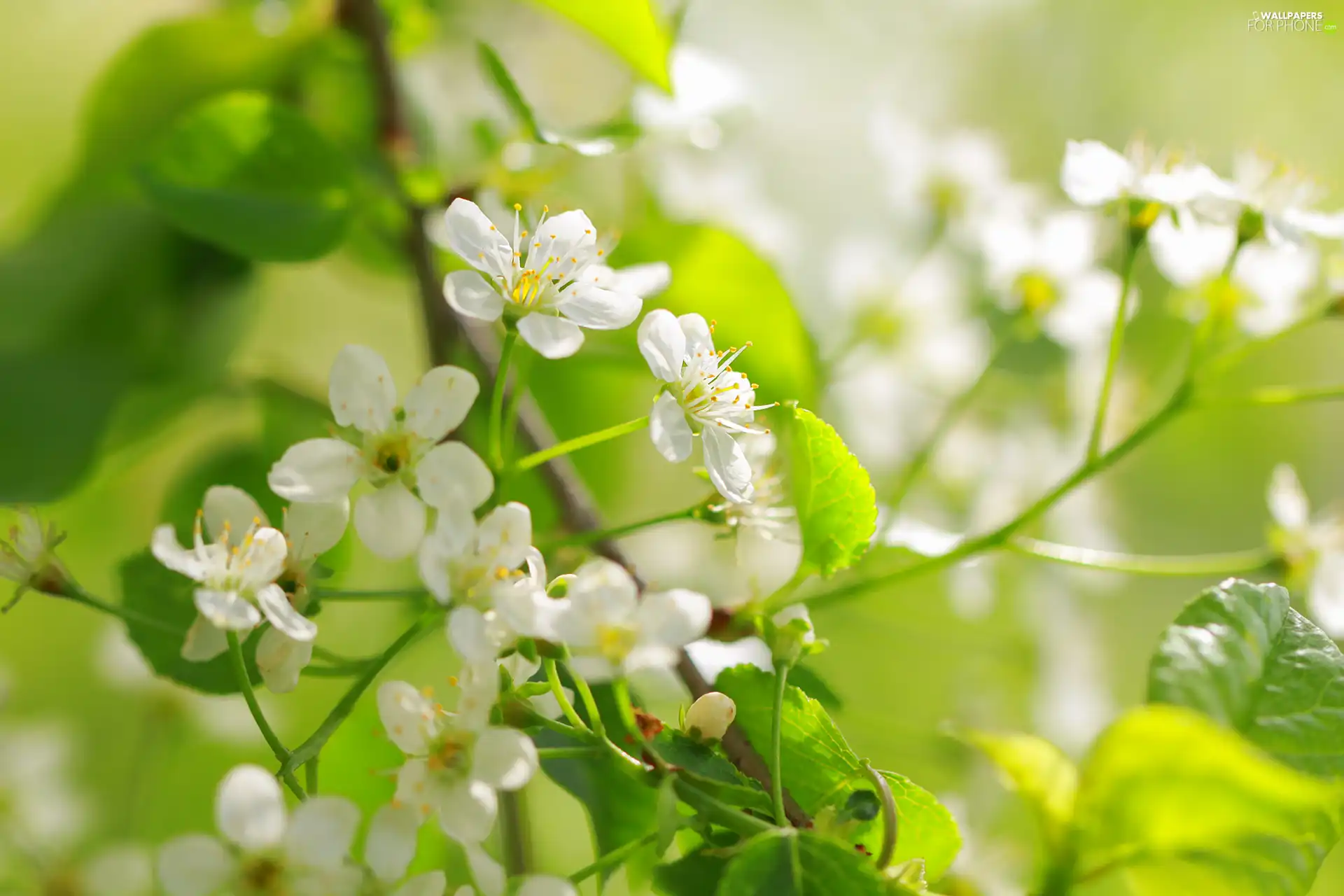 fruit, Twigs, Flowers, trees, White