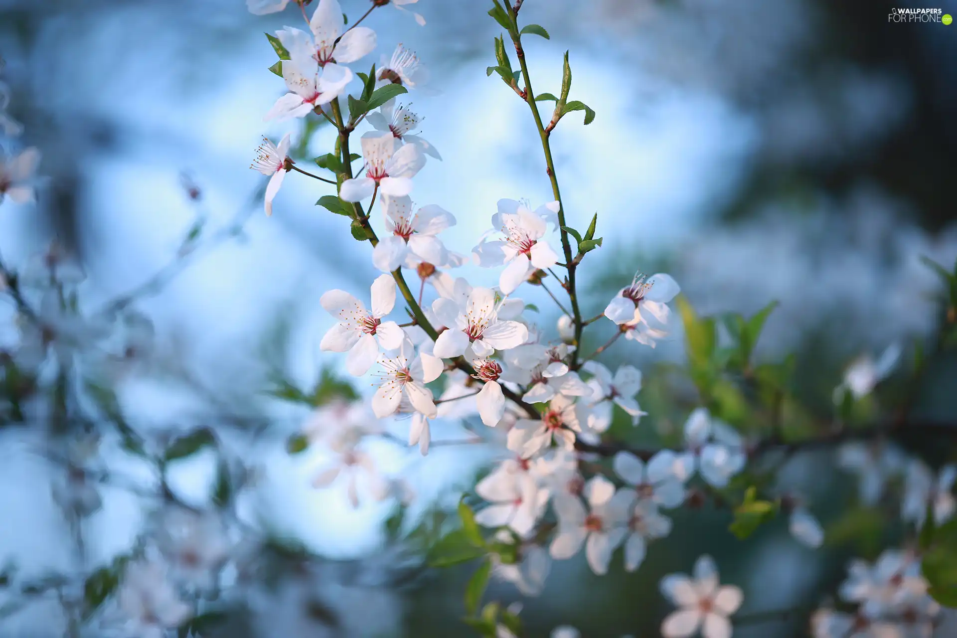 rapprochement, twig, Flowers, Fruit Tree, White