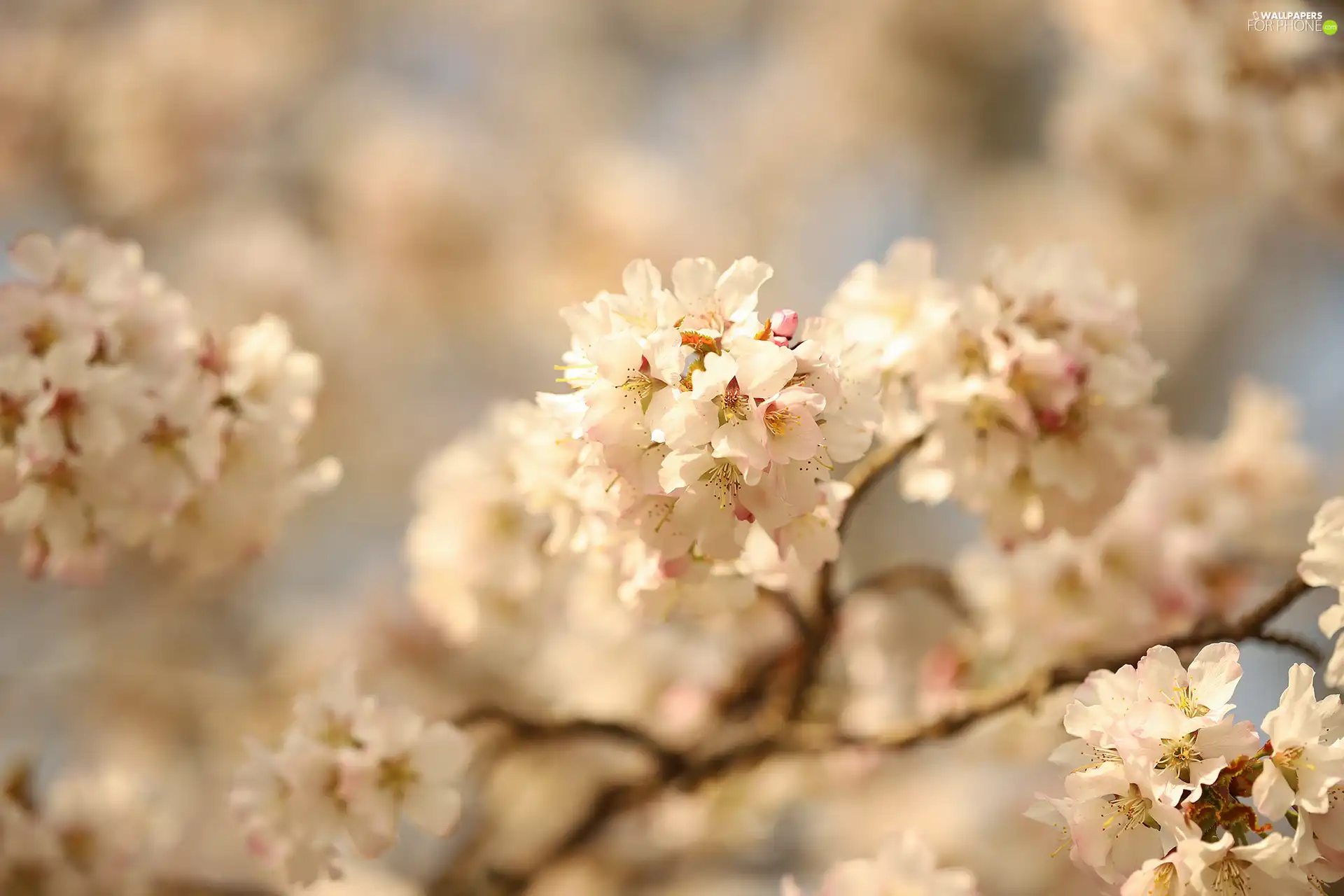 Twigs, rapprochement, Flowers, Fruit Tree, White