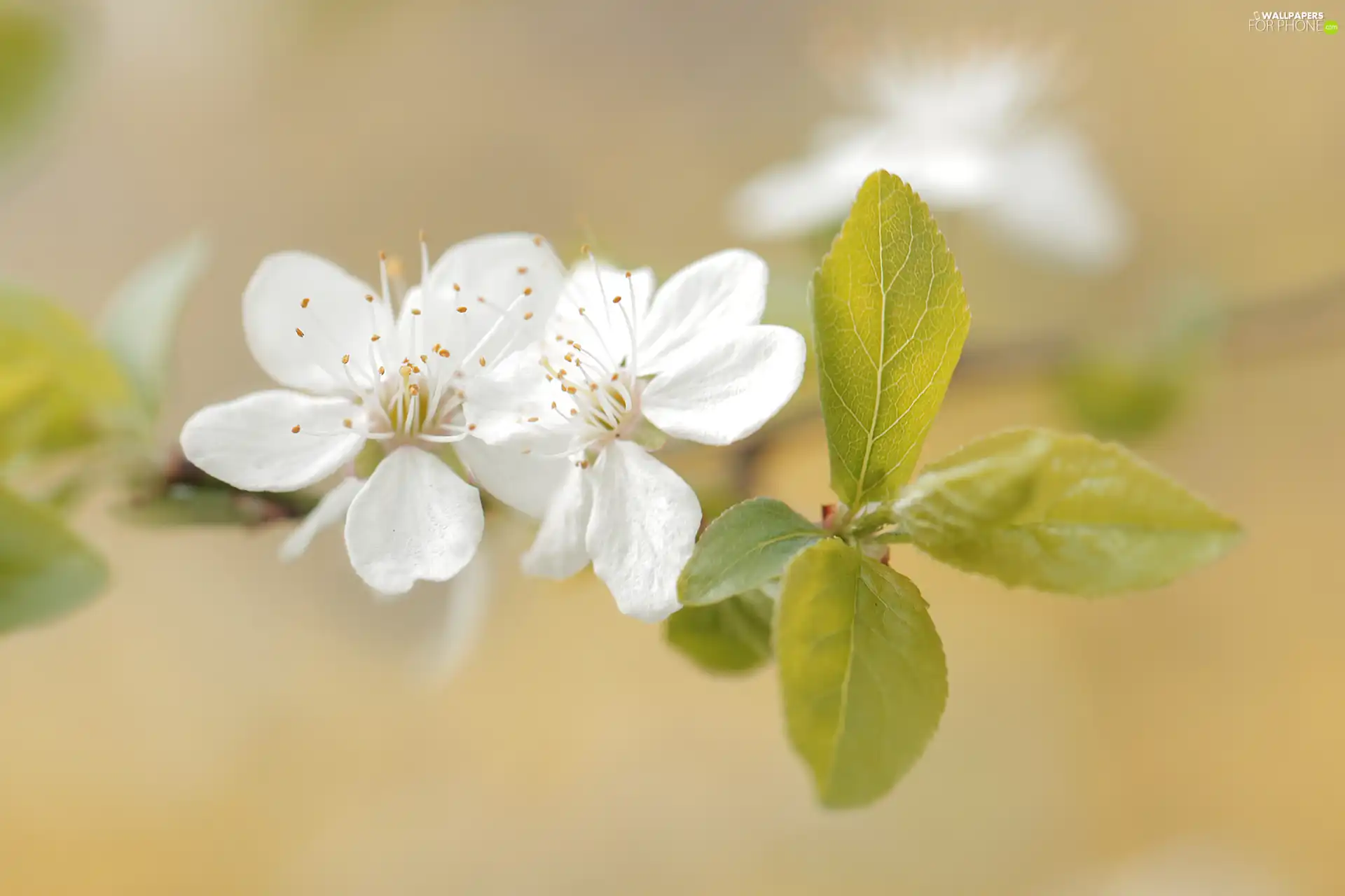 Two cars, Flowers, Fruit Tree, White