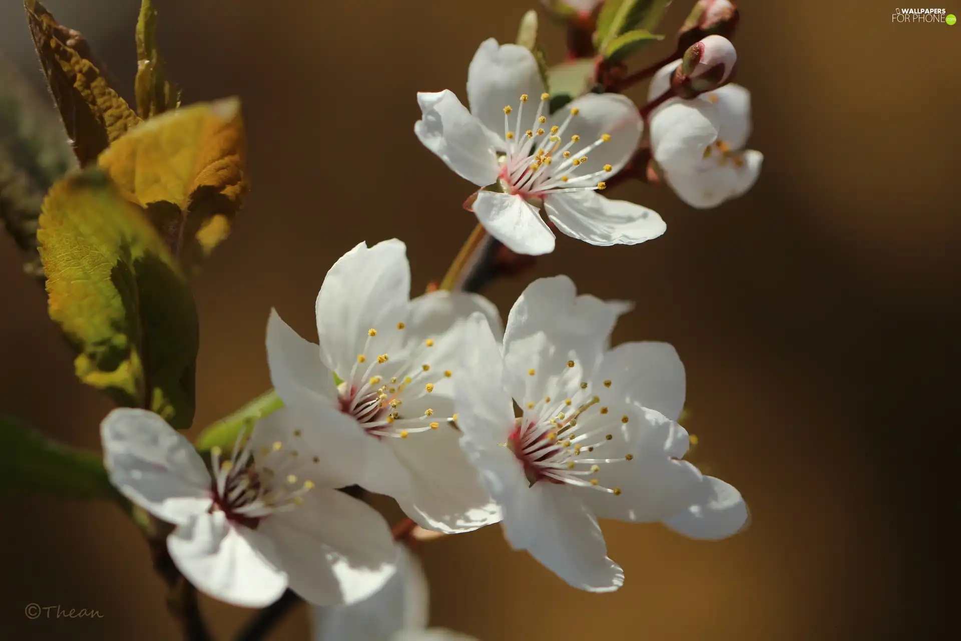 White, trees, fruit, Flowers