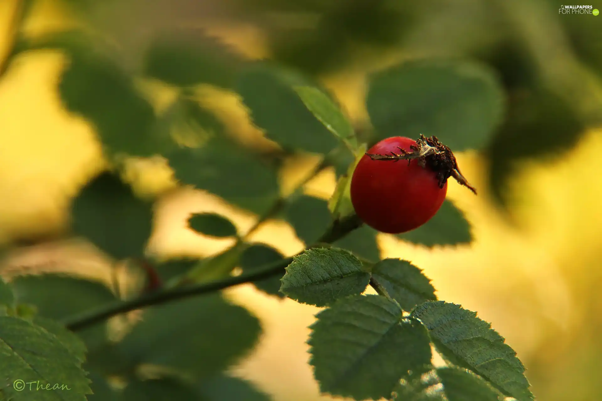 Wild, Red, fruit, rose