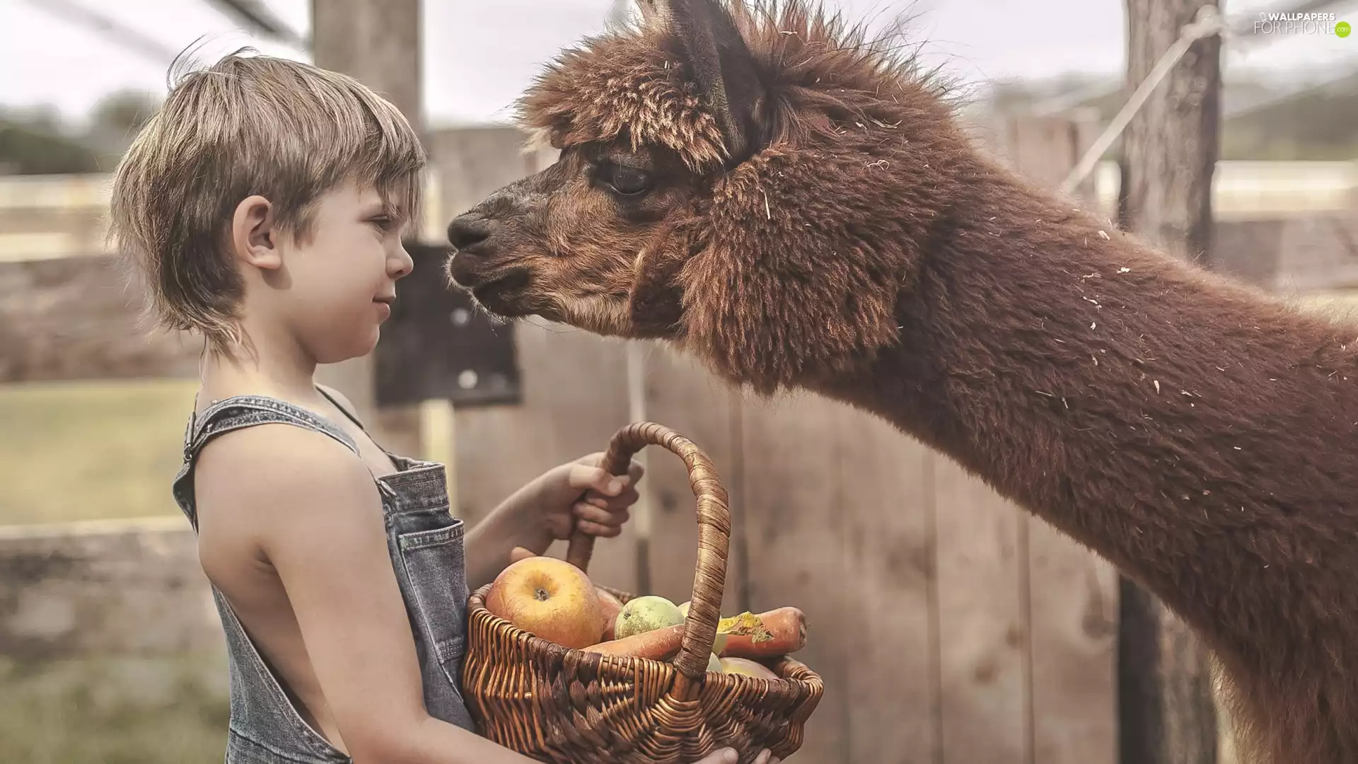 vegetables, Fruits, Alpaca, basket, boy