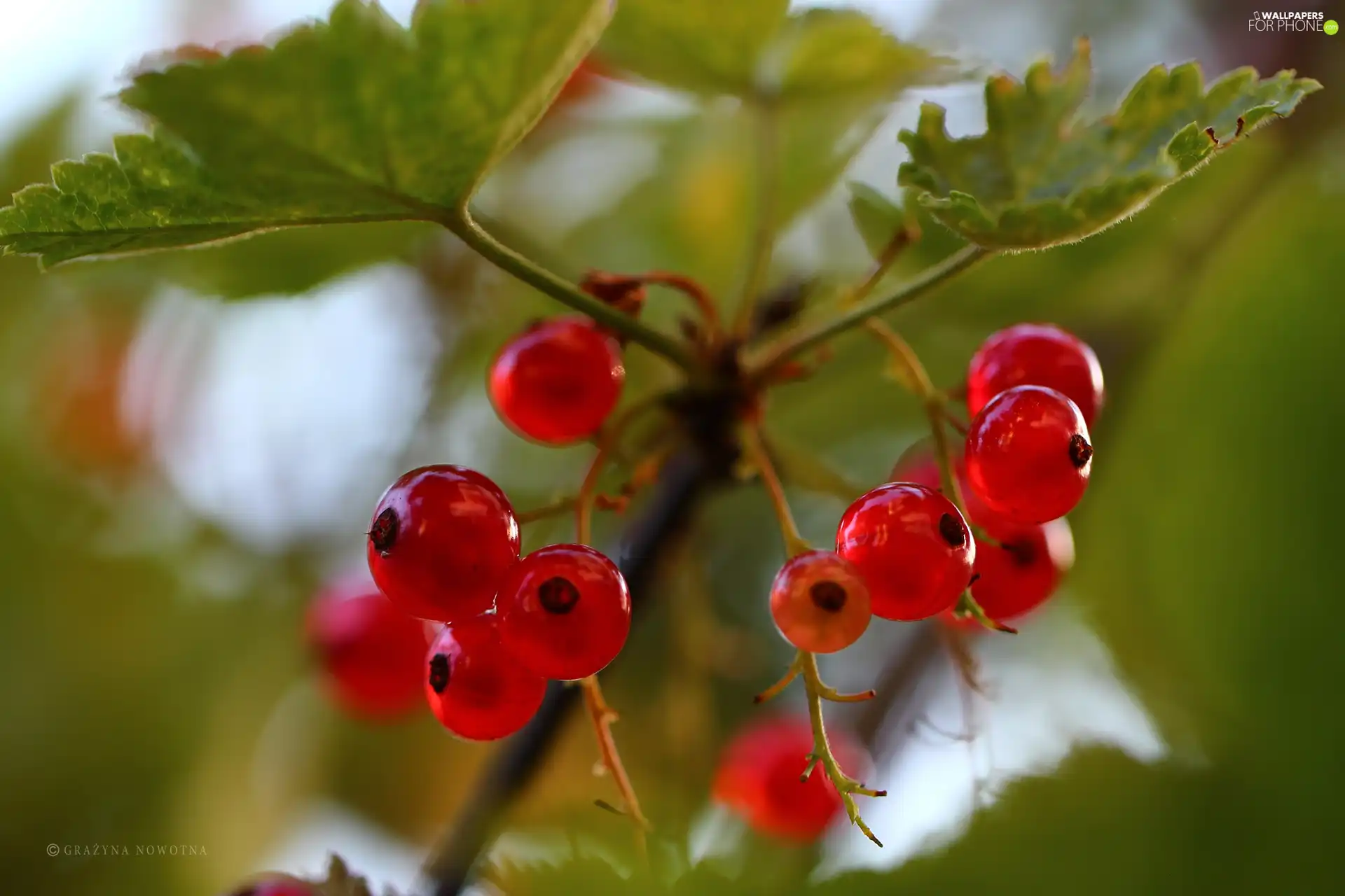 Fruits, Red, currants