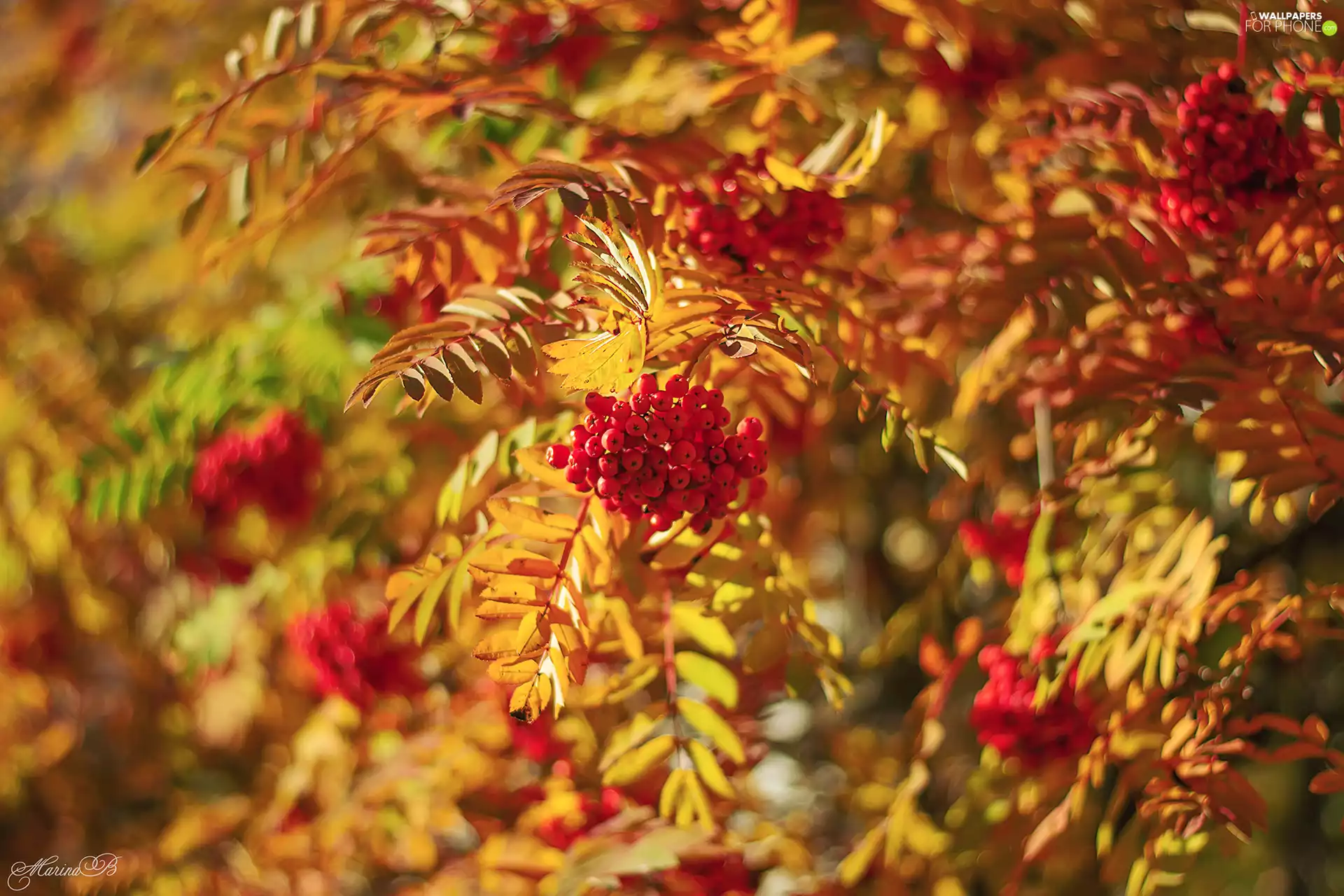 Fruits, Plant, Twigs