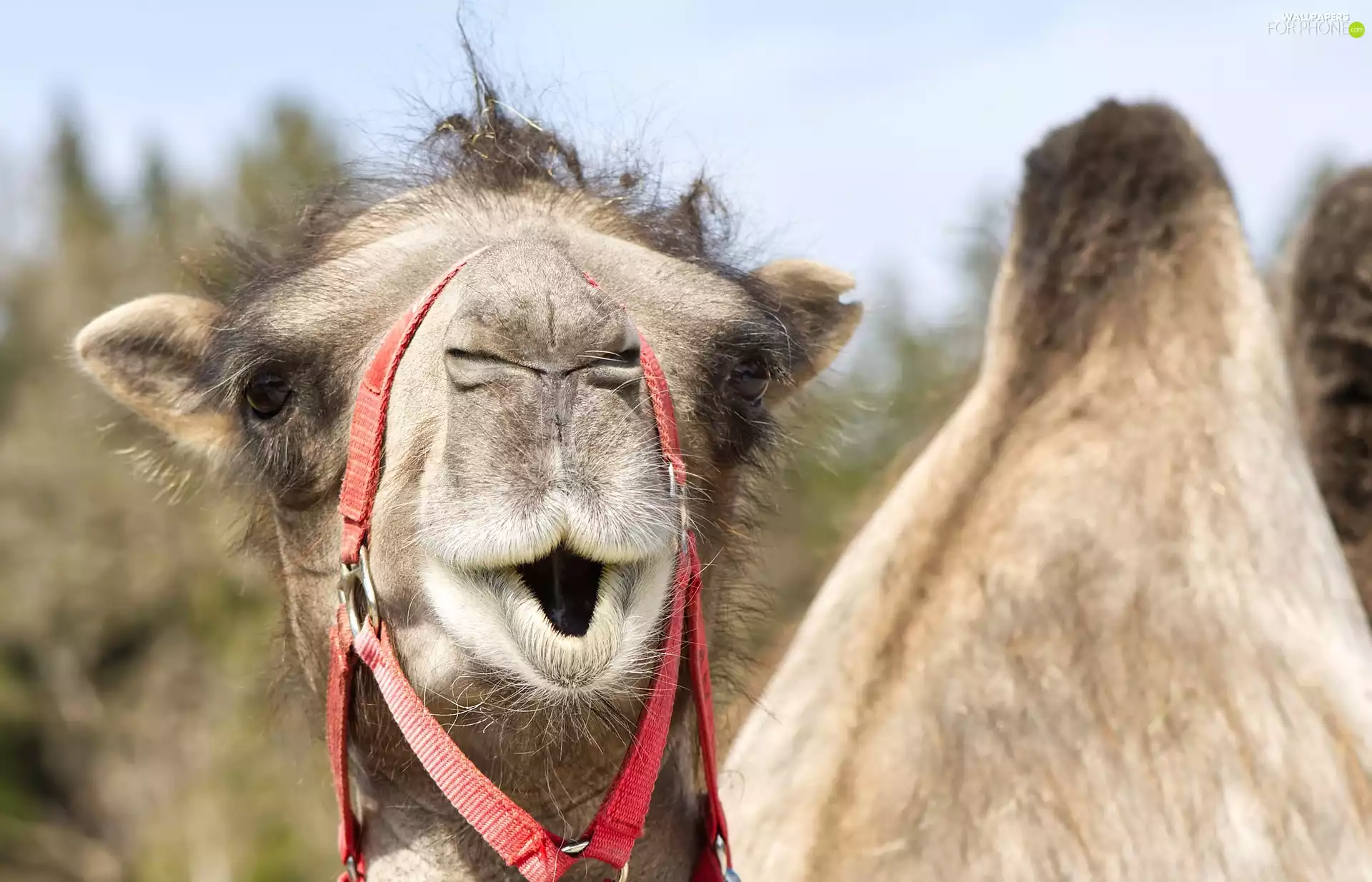 Funny, surprised, Camel