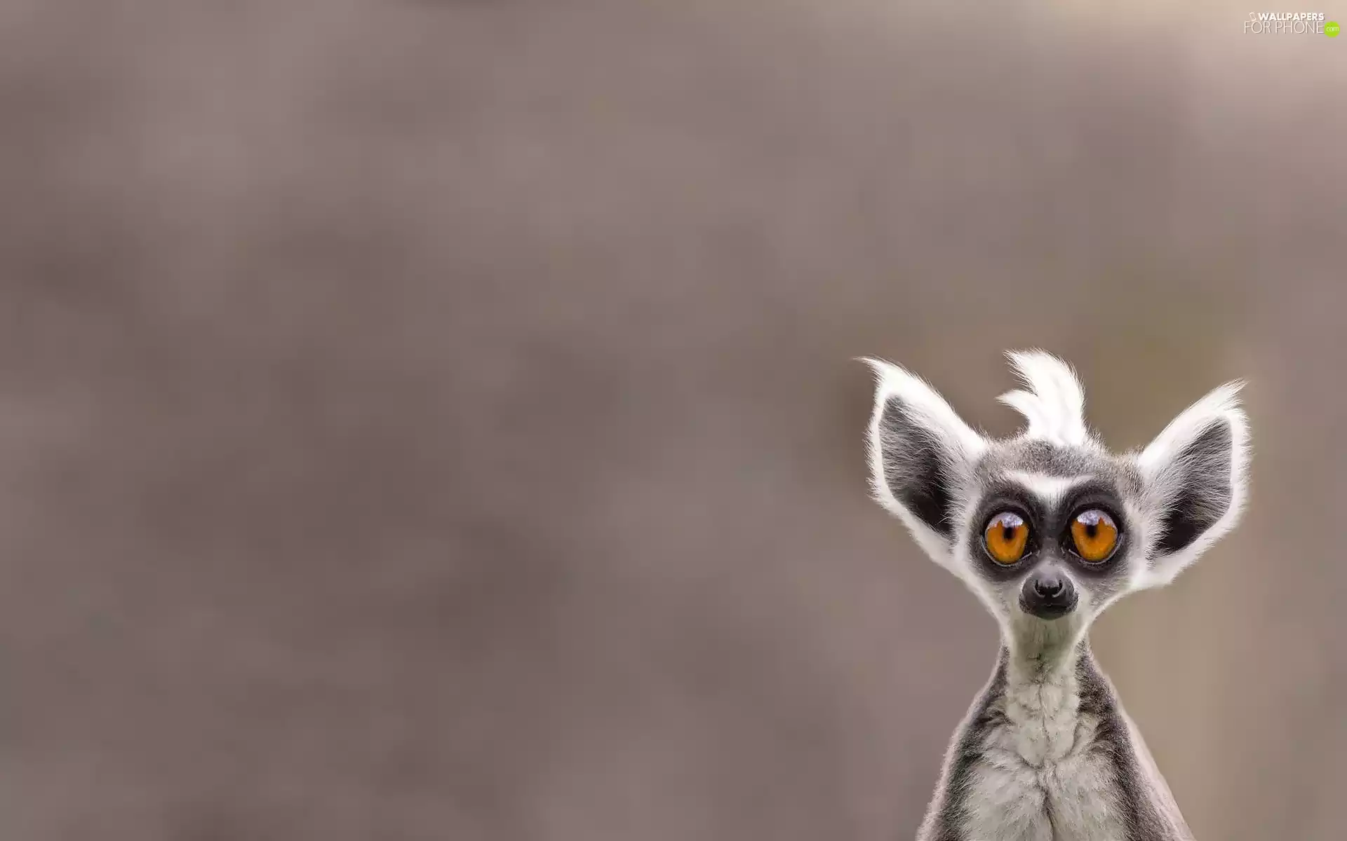 funny, lemur