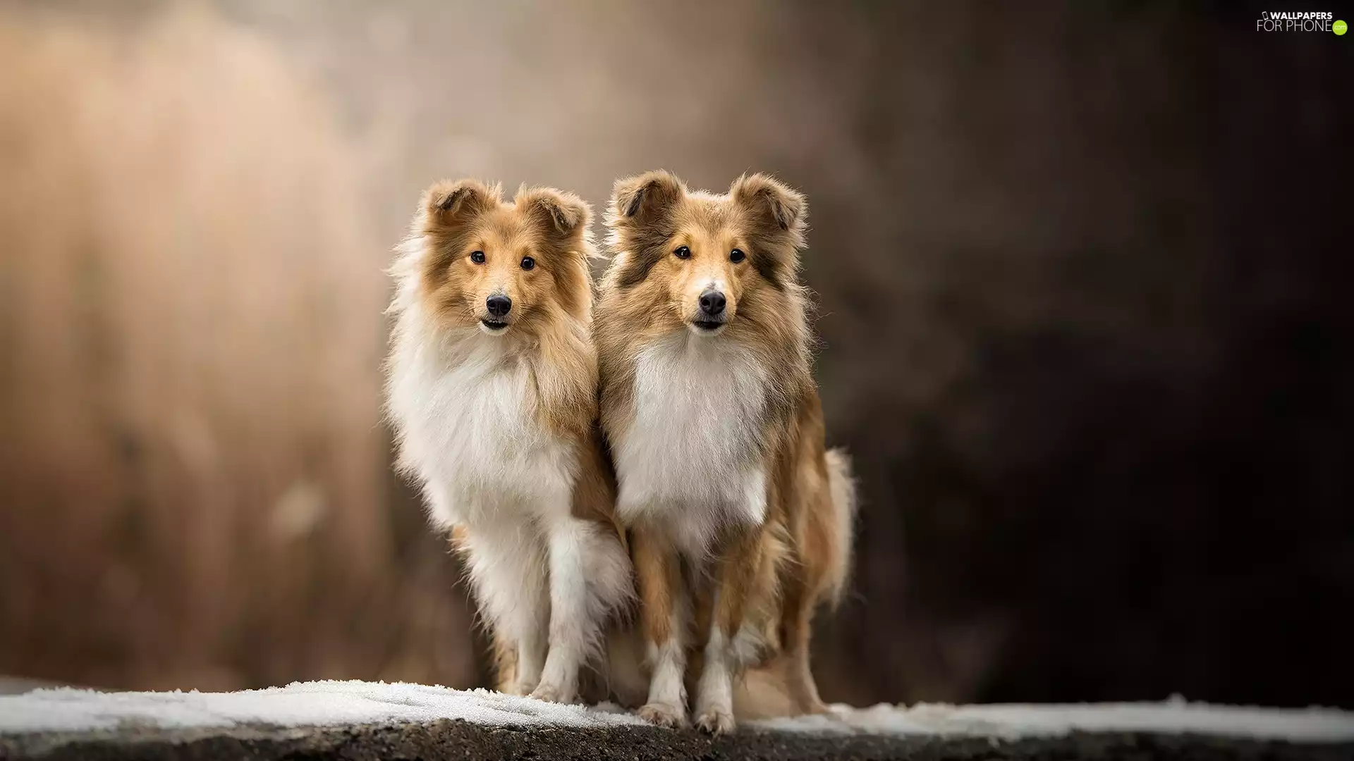Dogs, fuzzy, background, Shetland Sheepdogs