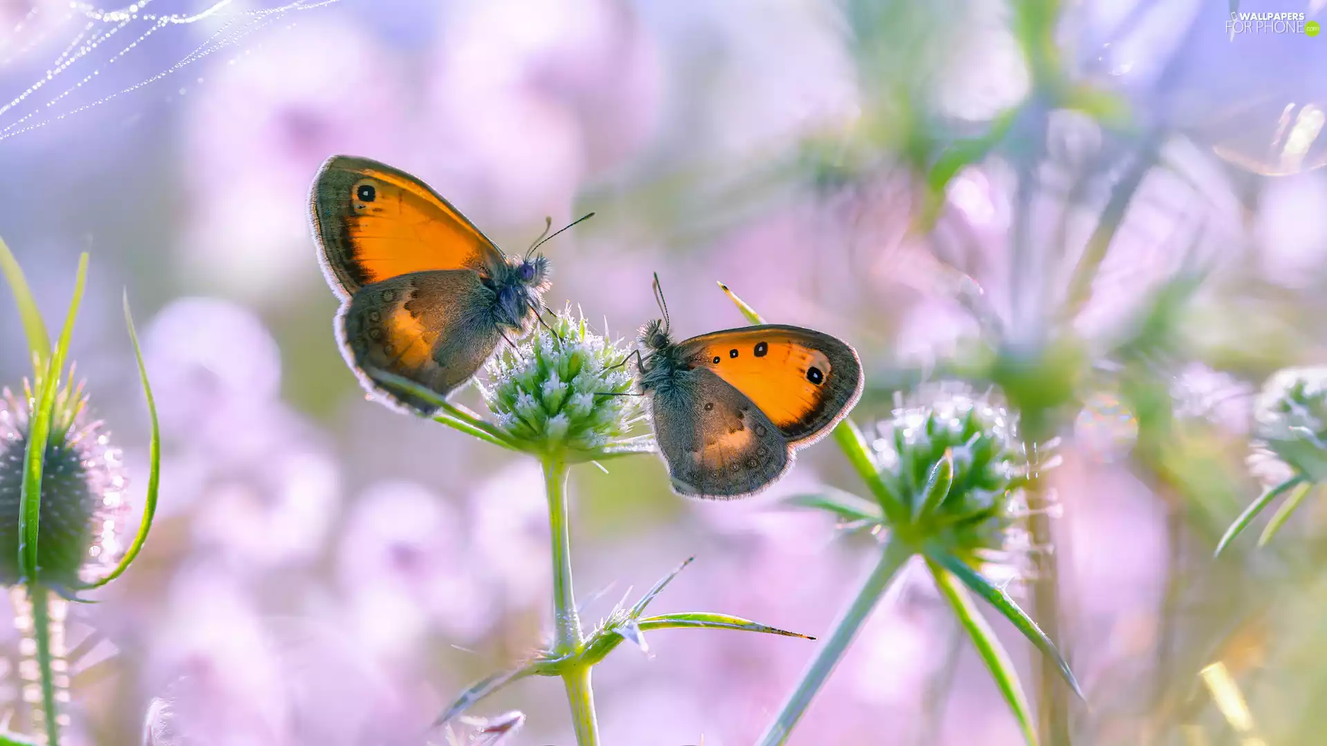 Gatekeeper, Two cars, fuzzy, background, Thanksgiving, butterflies