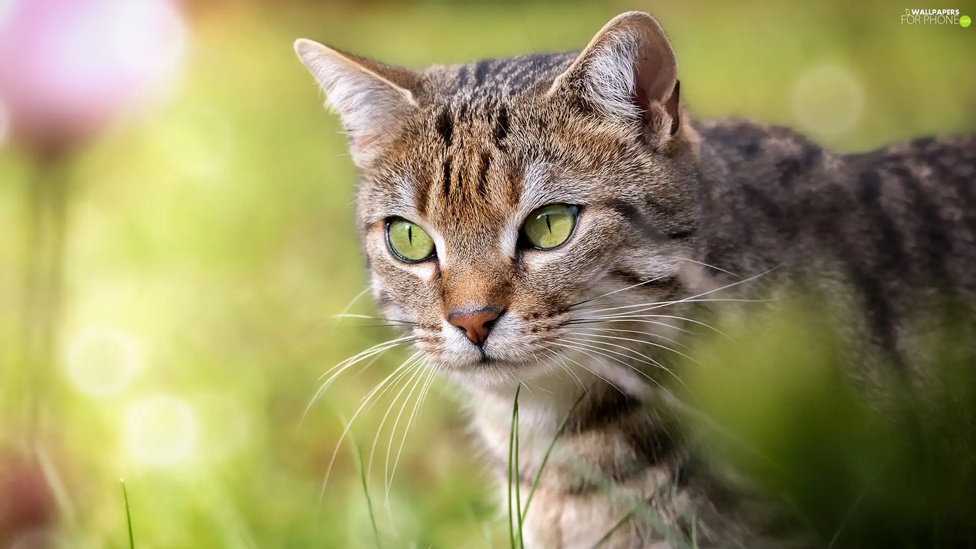 fuzzy, background, green ones, Eyes, cat