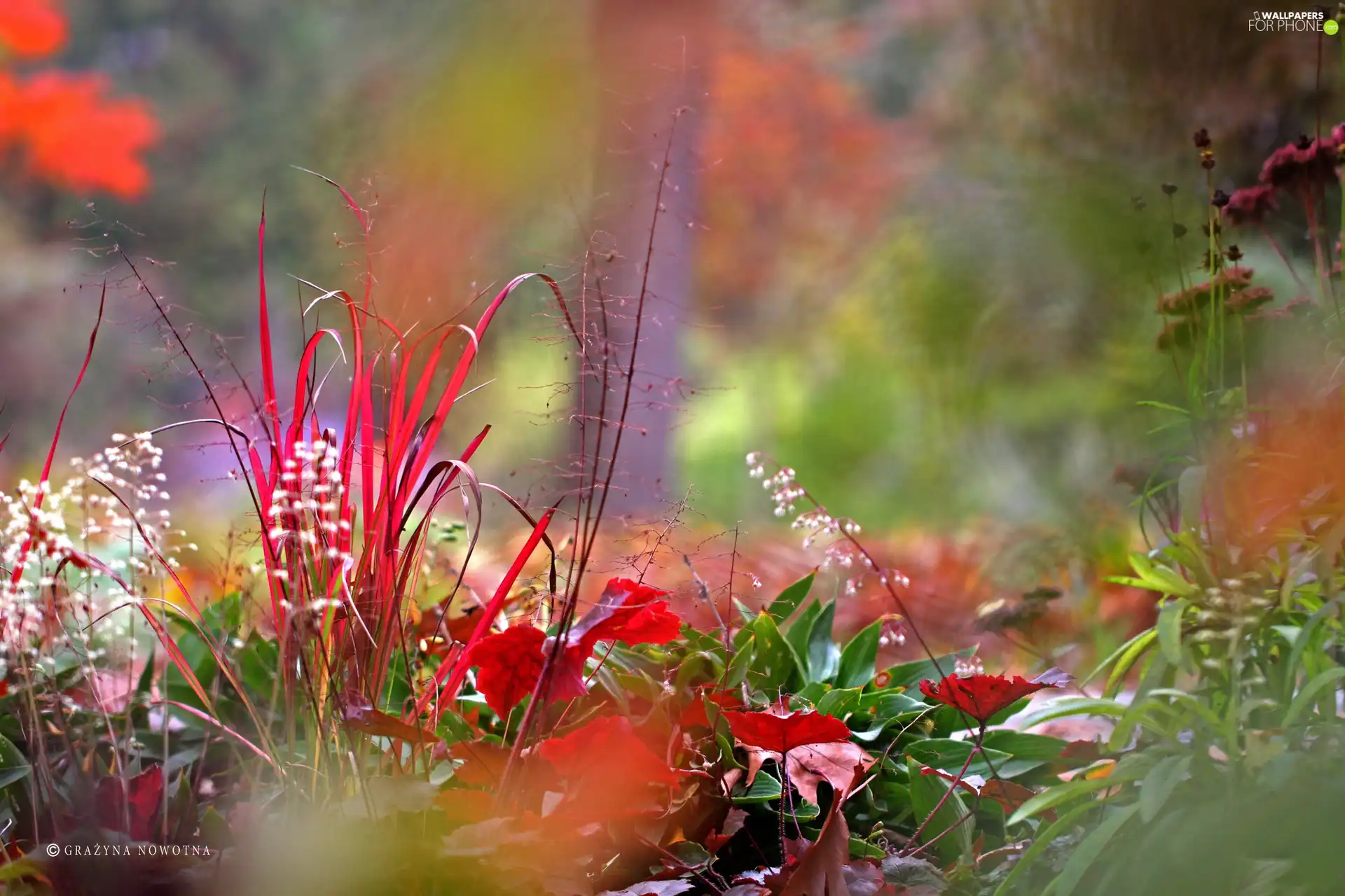 Autumn, Garden