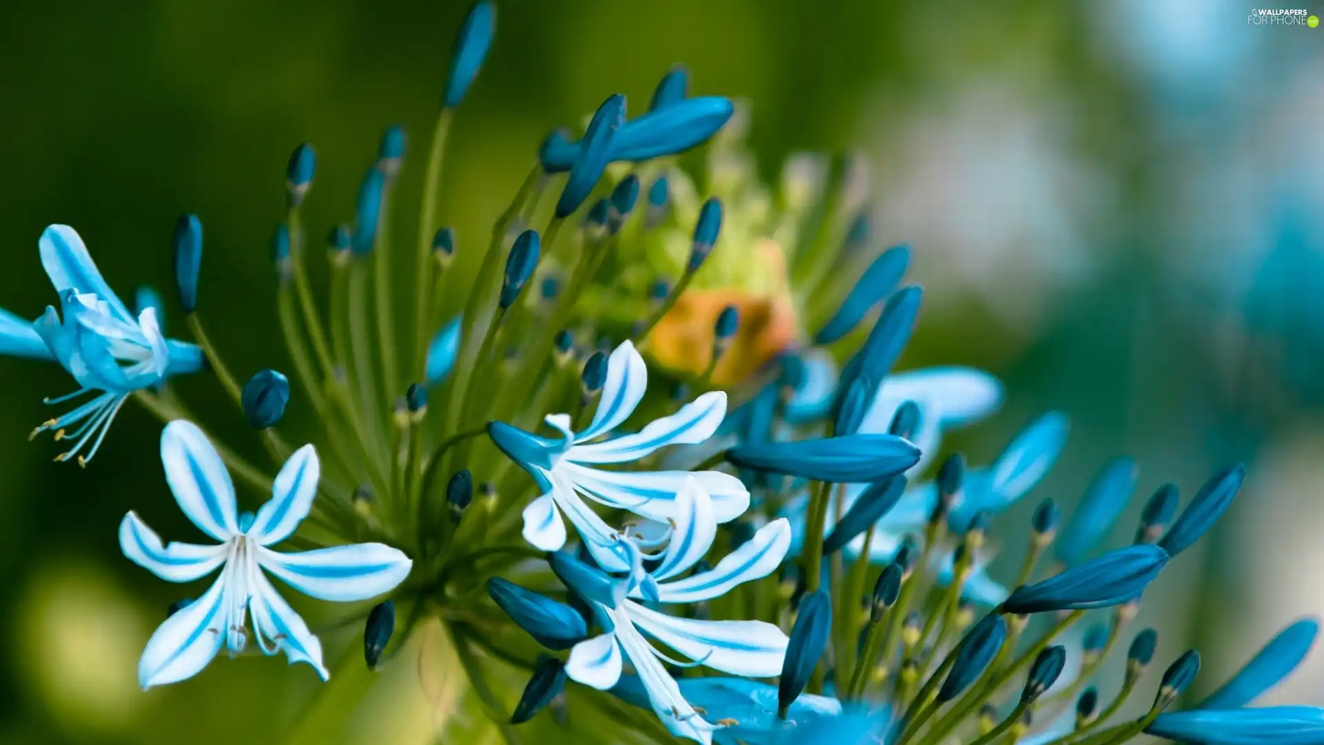 blue, Flowers, Agapanthus, White