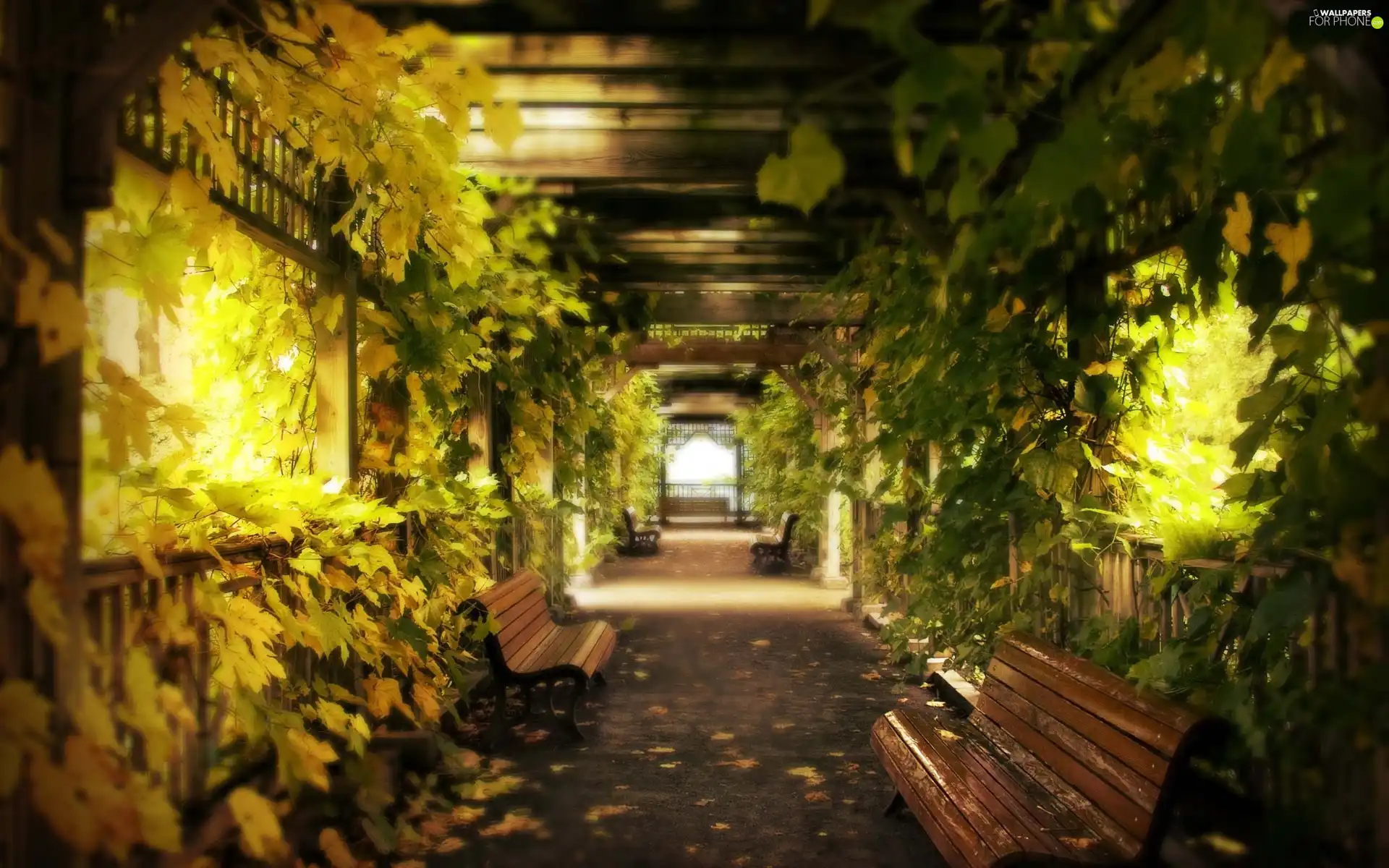 Garden, Bench, Path