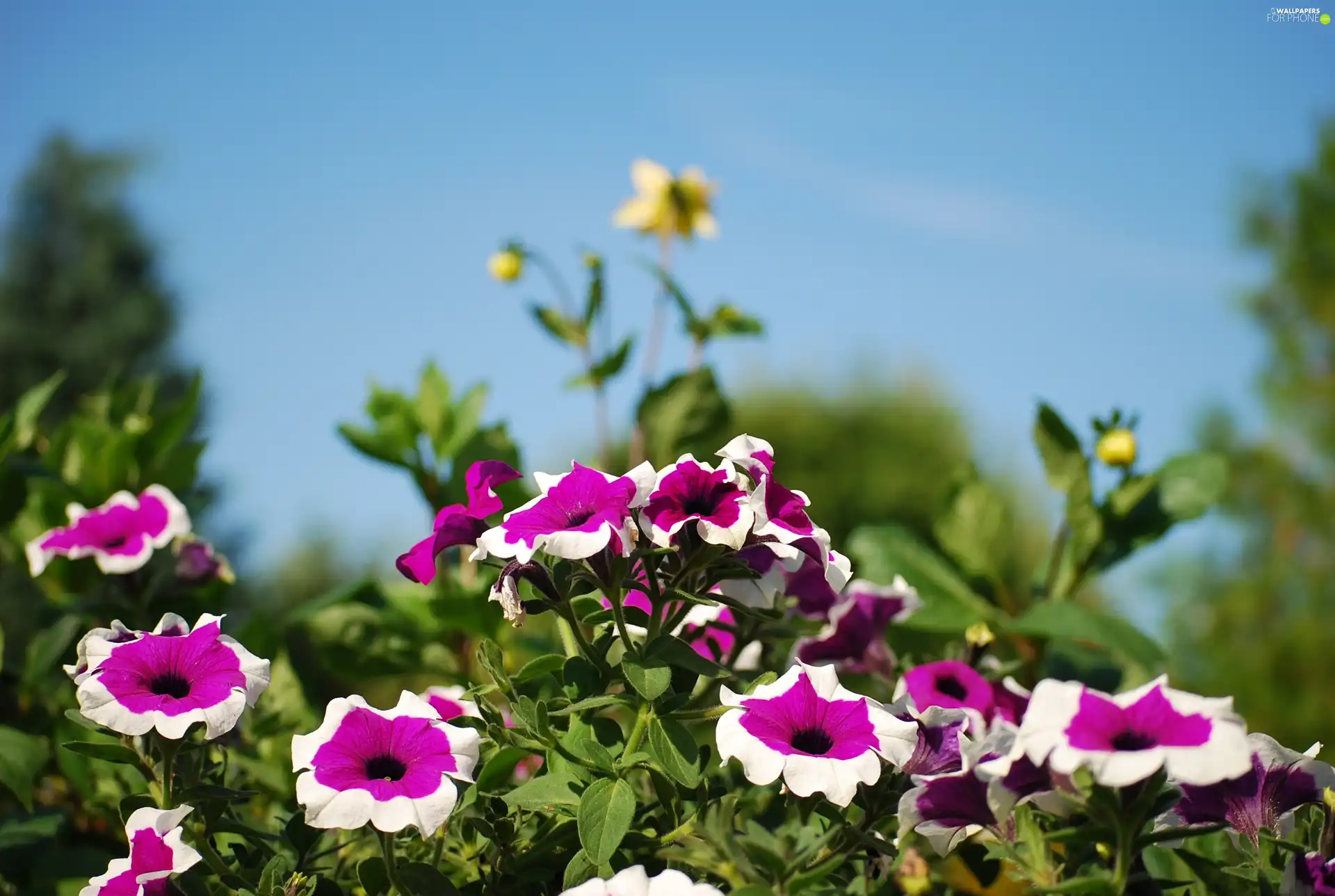 petunia, Garden