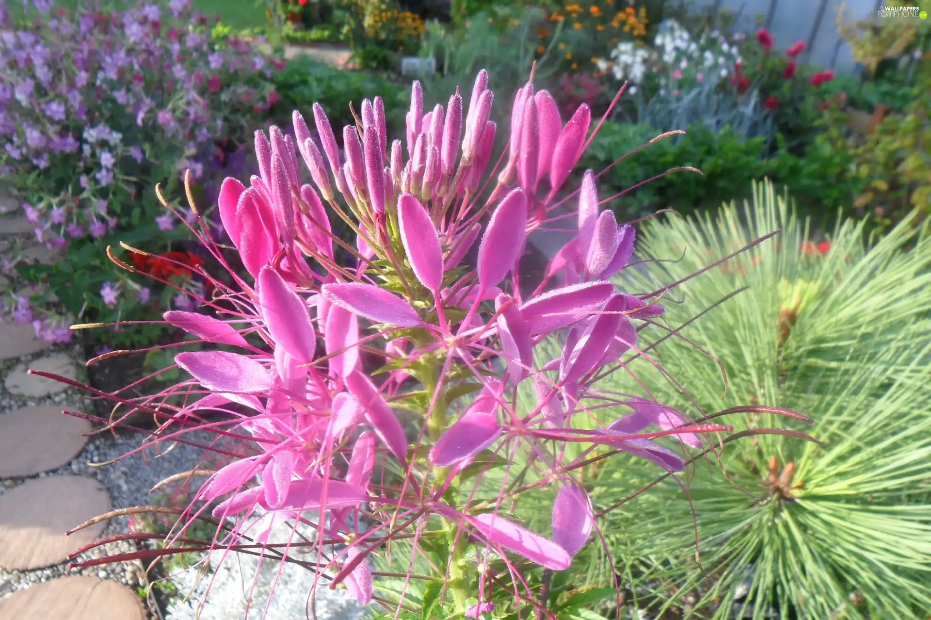 purple, Plants, Garden, Flowers