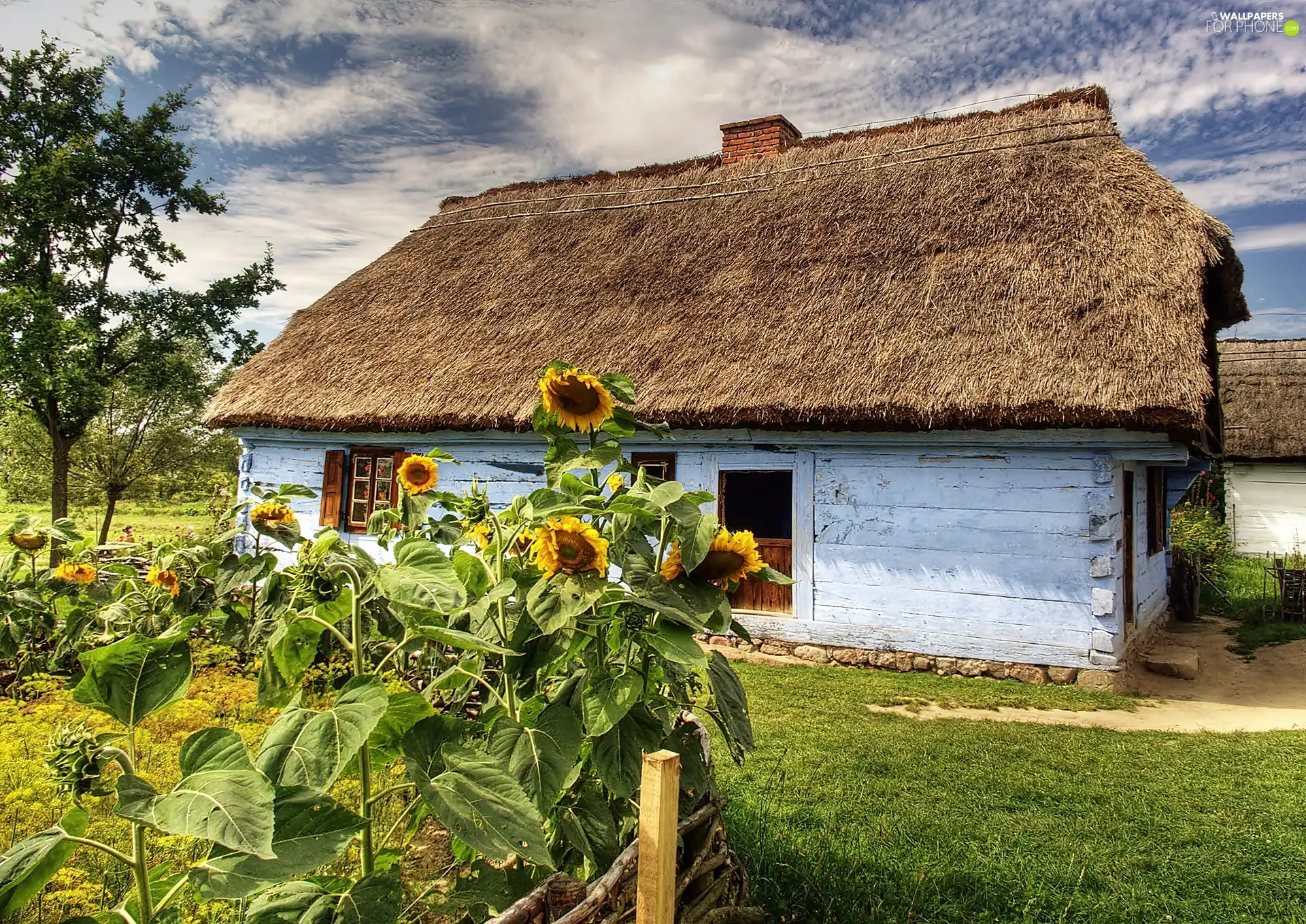 garden, Nice sunflowers, Skansen, hut, Sierpc